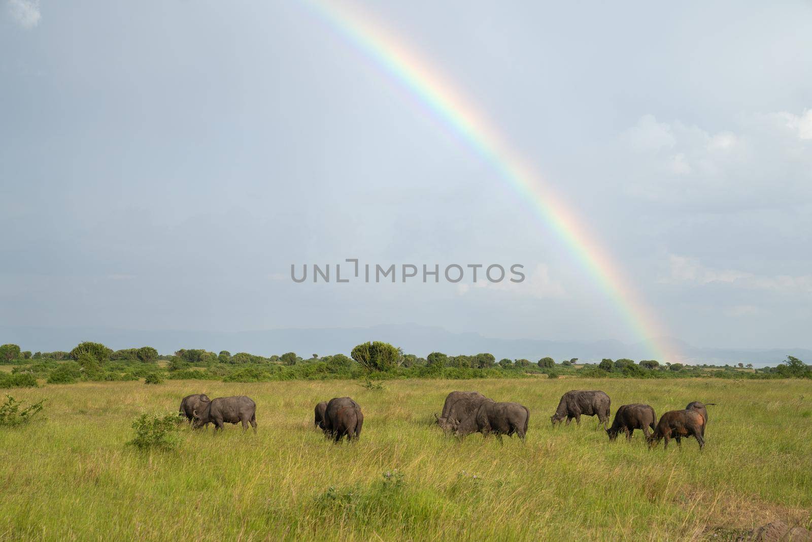 Landscape of Queen Elizabeth National Park with herd of buffalos against rainbow sky, Uganda