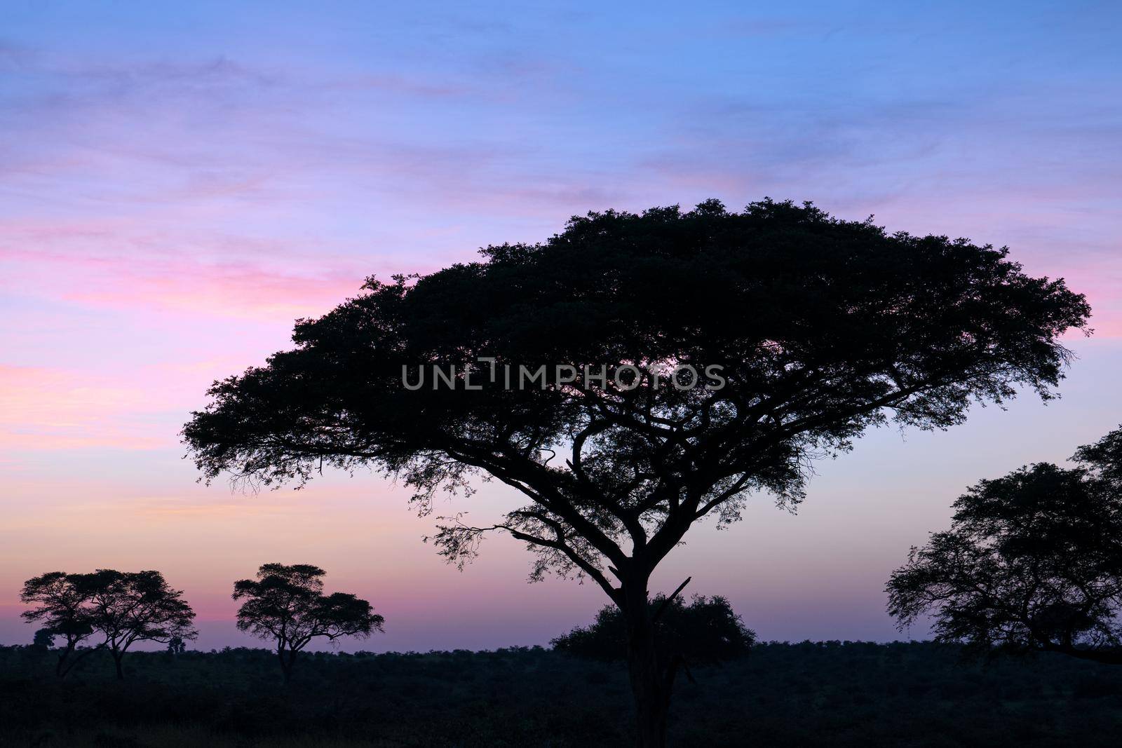 Panoramic image, sunrise at National Parks of Uganda