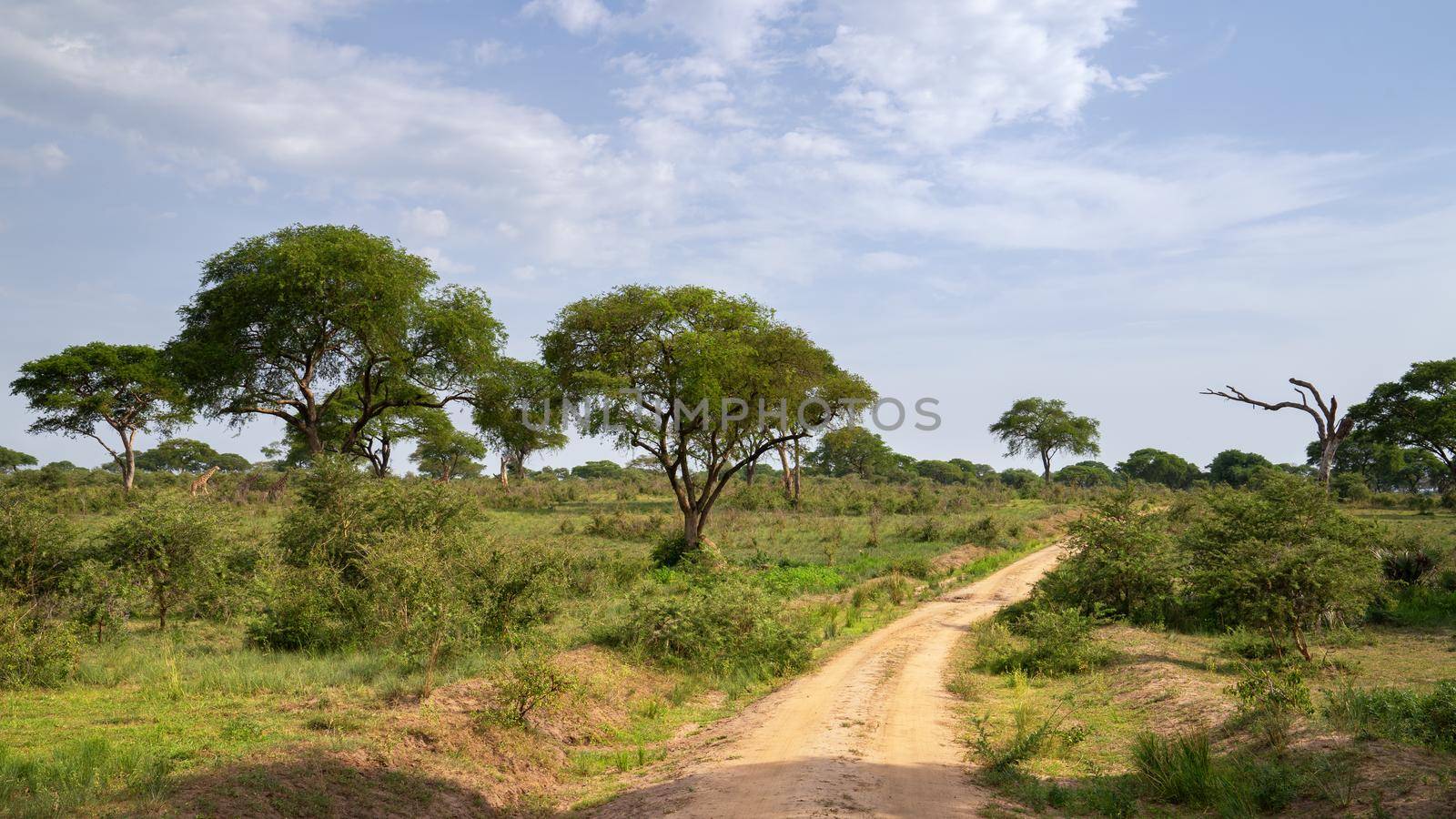 Panoramic scenic view into the landscape of Murchison Falls National Park, Uganda
