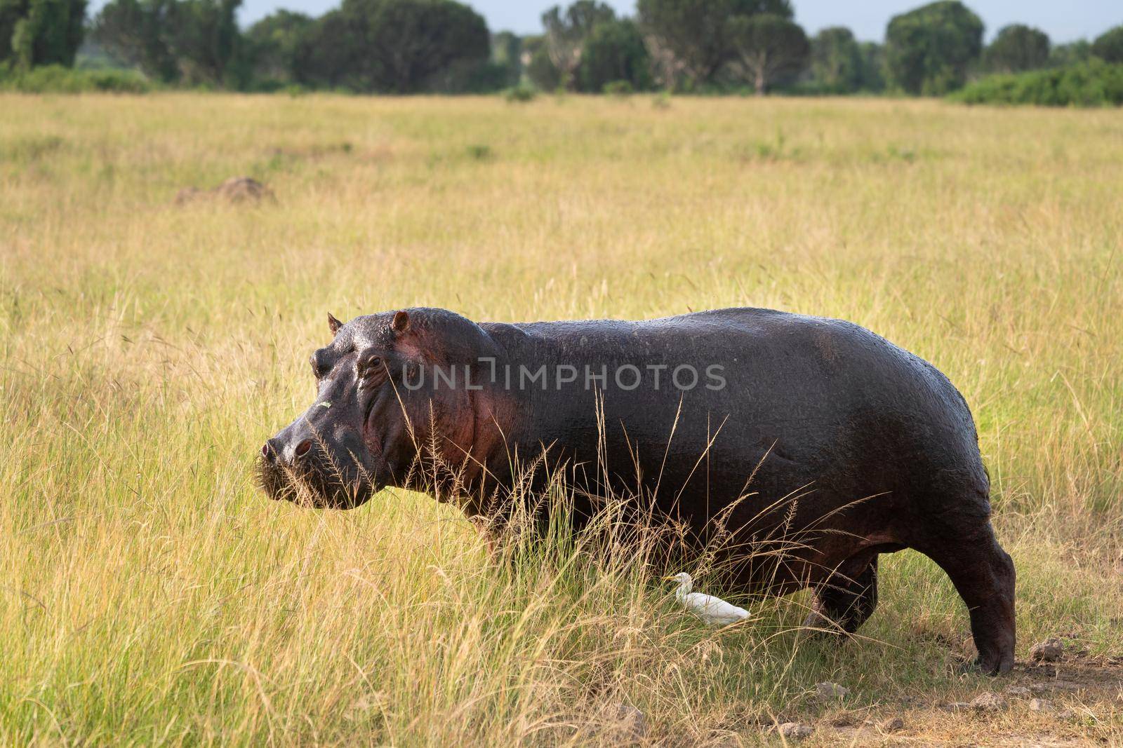 Hippo (Hippopotamus amphibius), Queen Elizabeth National Park, Uganda