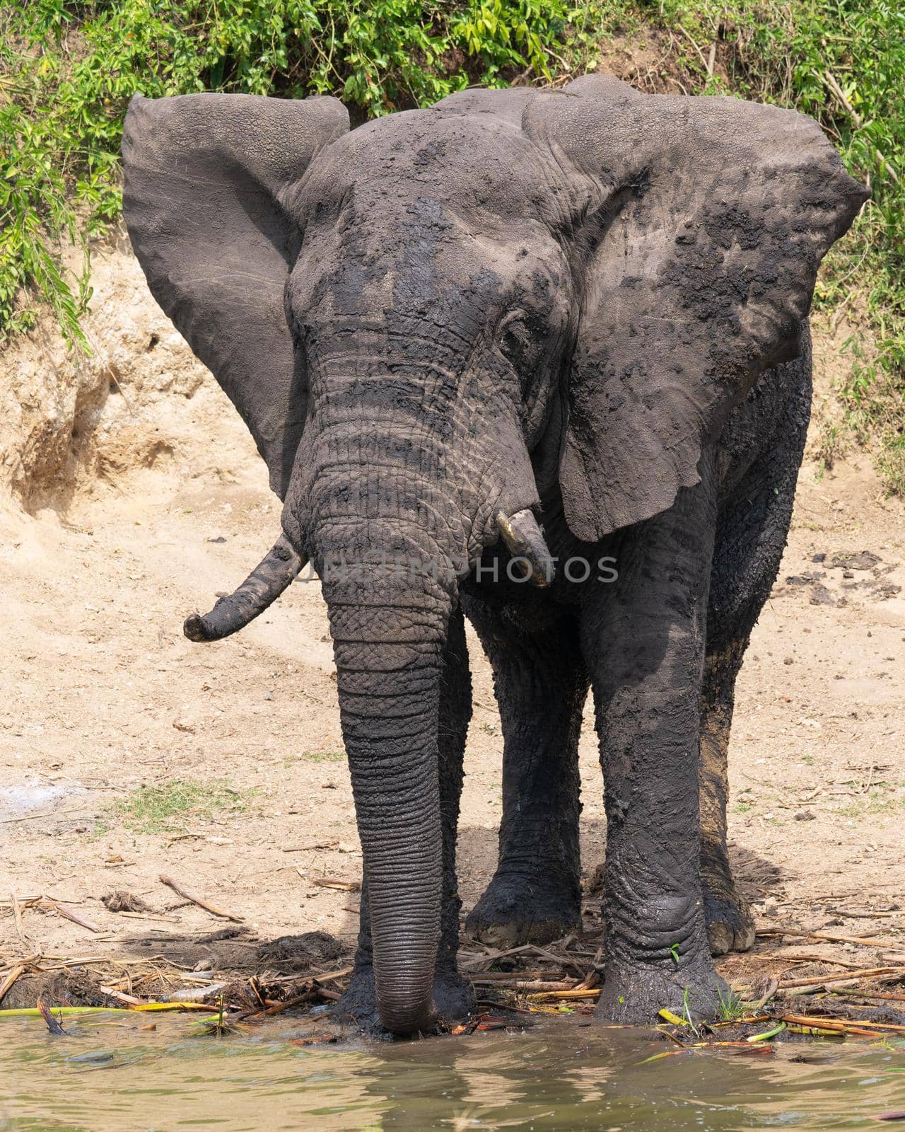 African elephant, Loxodonta africana by alfotokunst