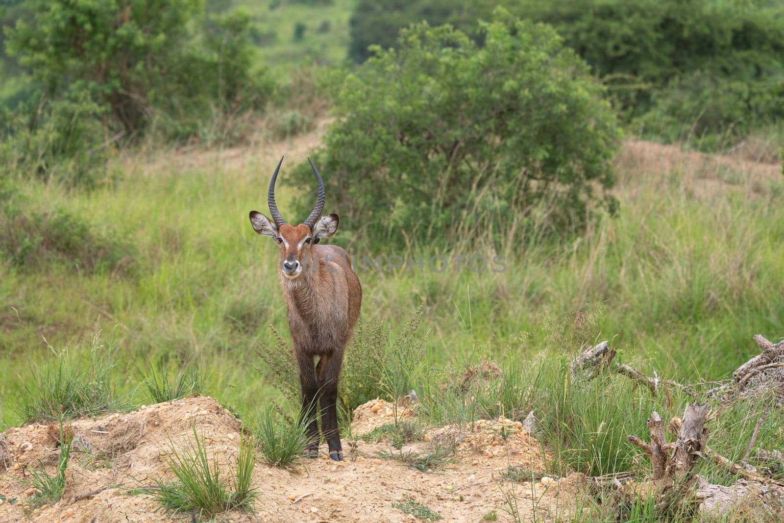 Defassa Waterbuck (Kobus defassa), Murchison Falls National Park, Uganda