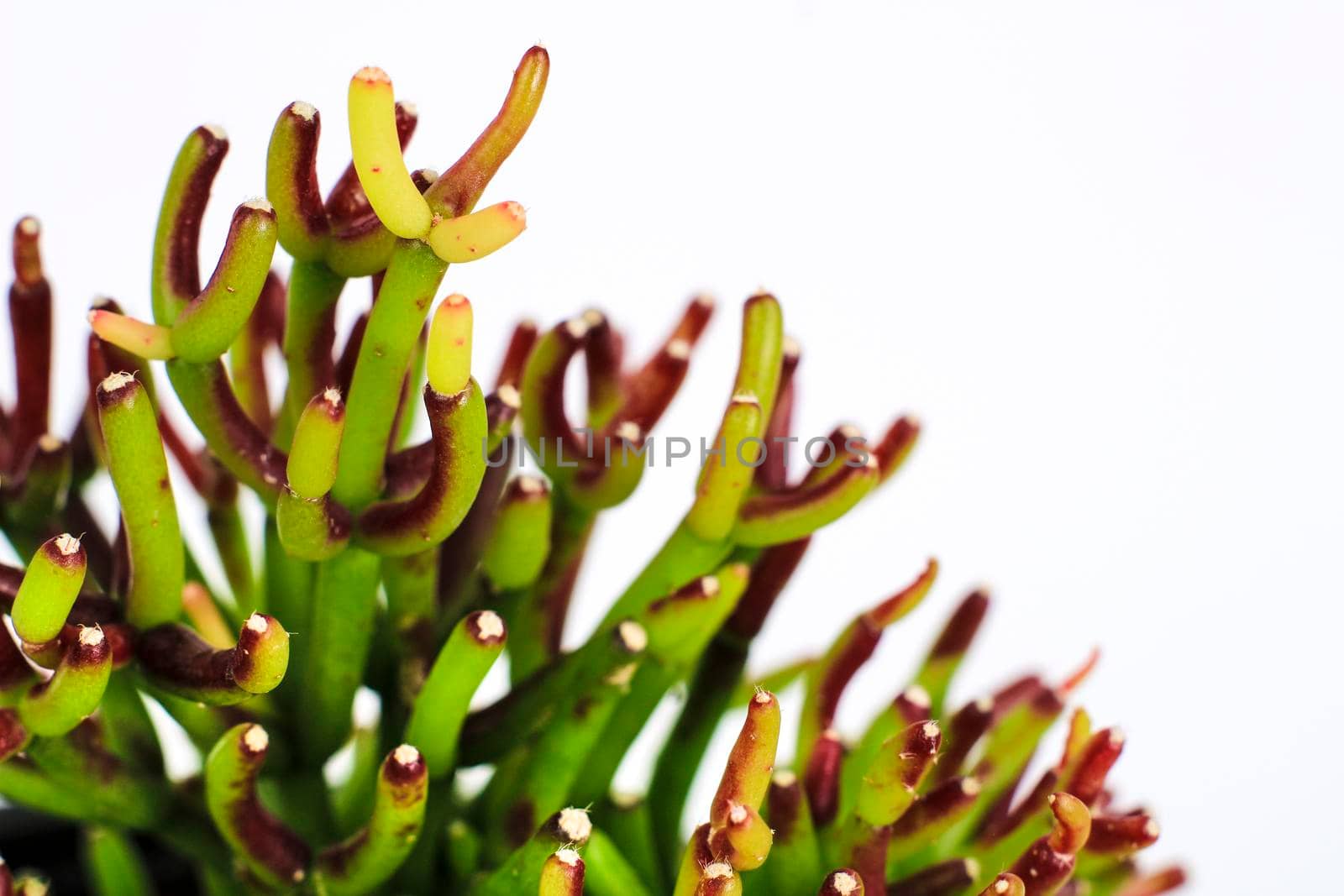 Beautiful Rhipsalis Hatiora plant in the garden