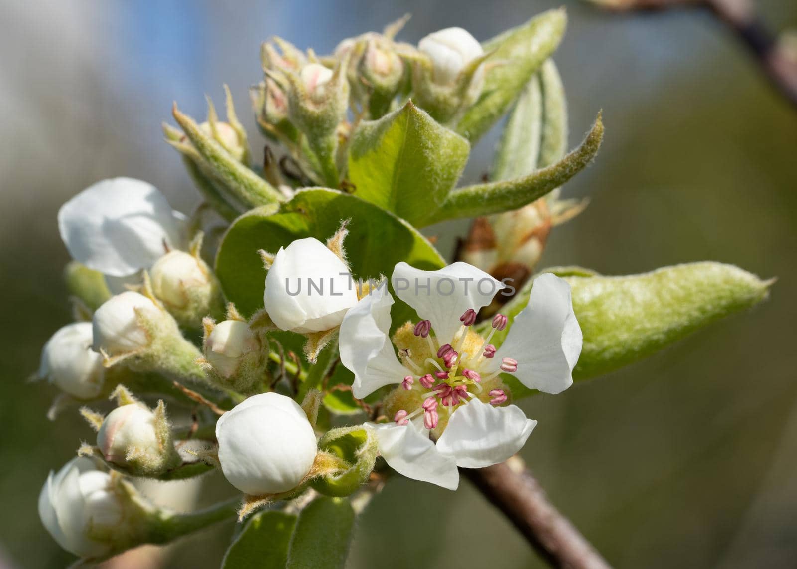 Common pear (Pyrus domestica), blossoms of springtime