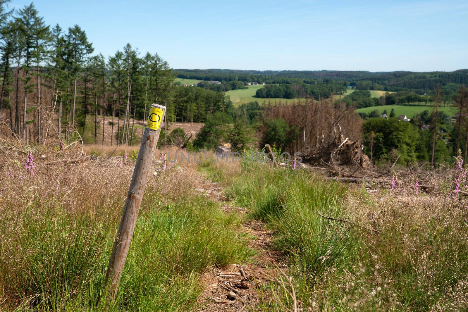 WIPPERFURTH, GERMANY - JUNE 19, 2021: Long distance hiking trail Bergischer Panoramasteig with focus on the typical waymark on June 19, 2021 in Germany