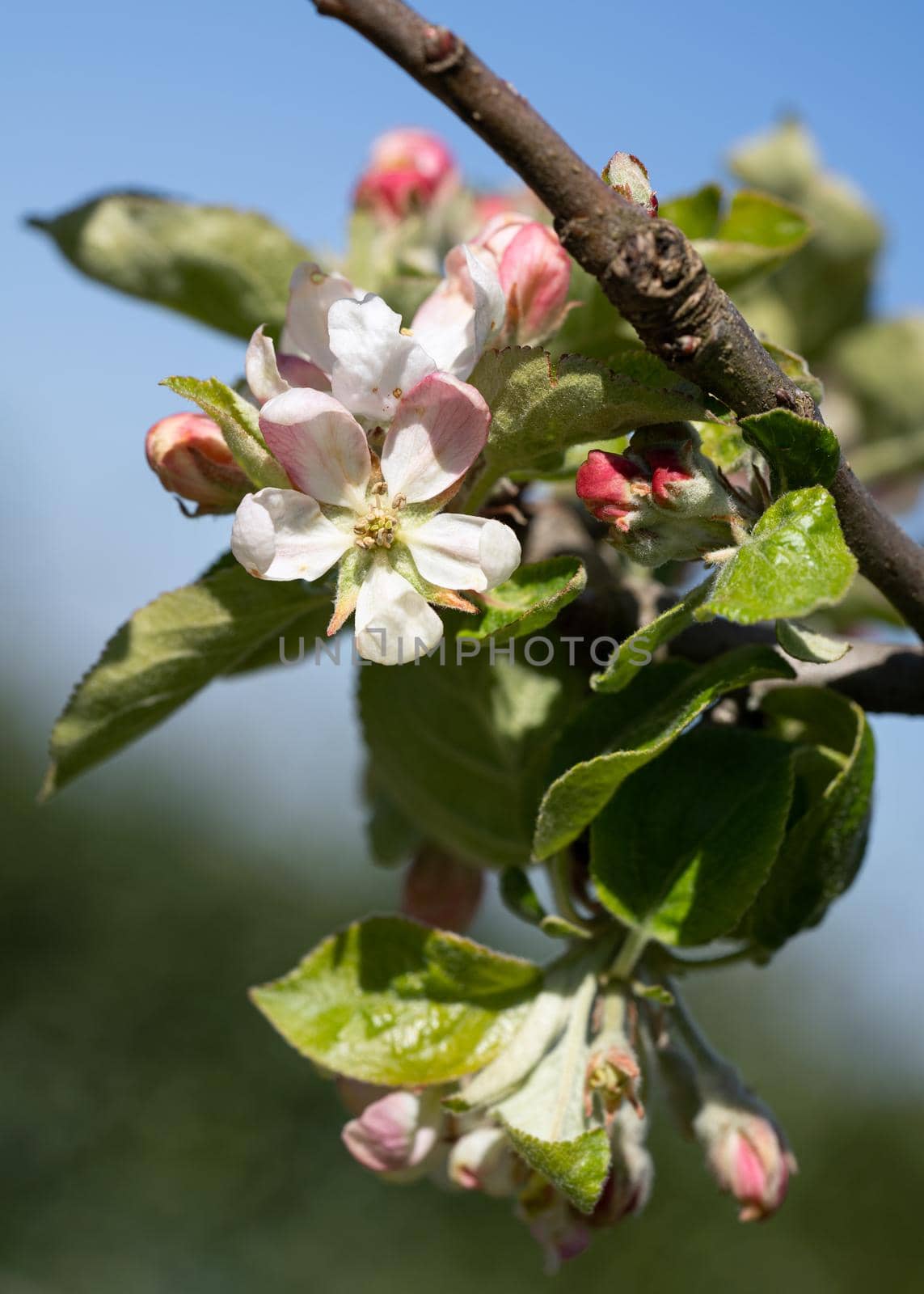 Apple tree, Malus domestica by alfotokunst