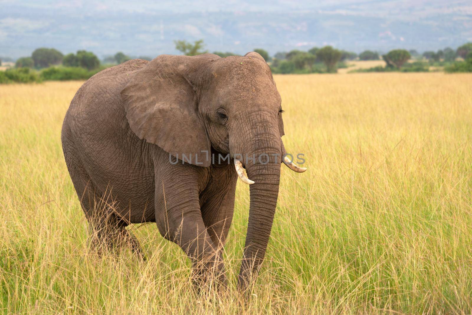 African elephant (Loxodonta africana), Queen Elizabeth National Park, Uganda
