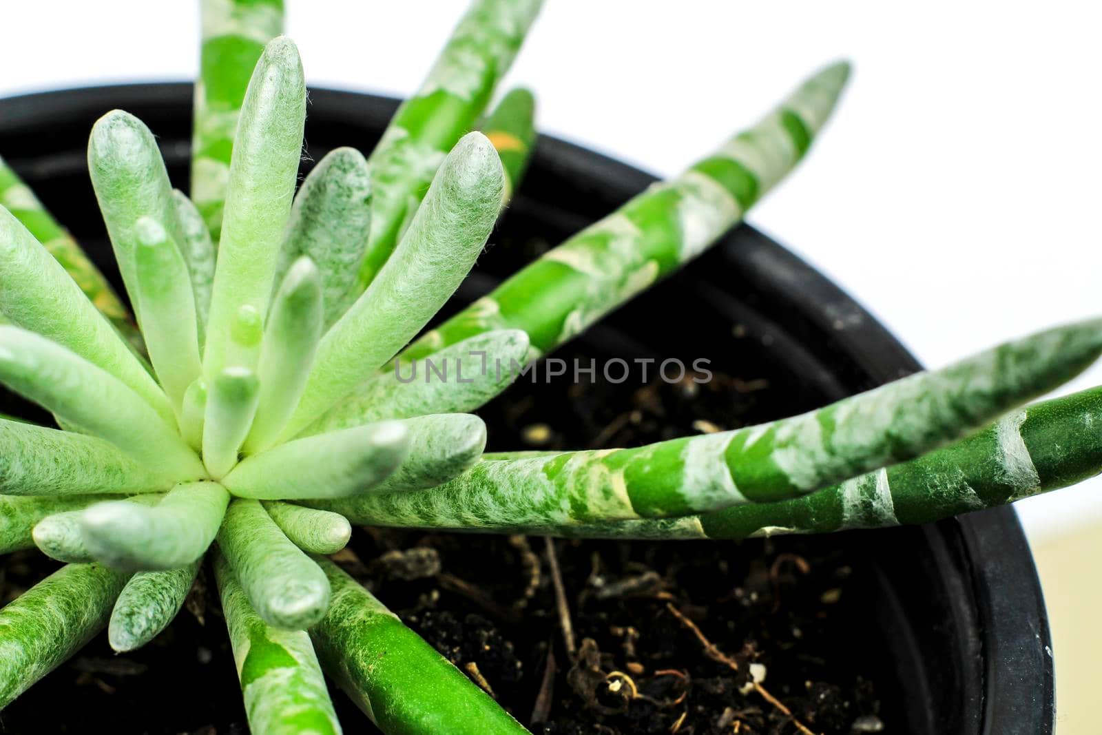 Beautiful Senecio Scaposus plant in the garden. Macro photography