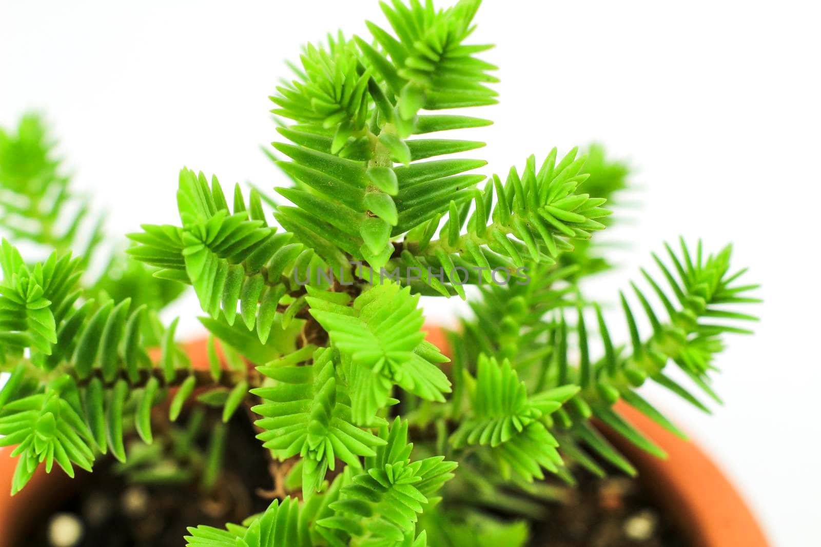 Beautiful Crassula Muscosa plant in the garden under the sun