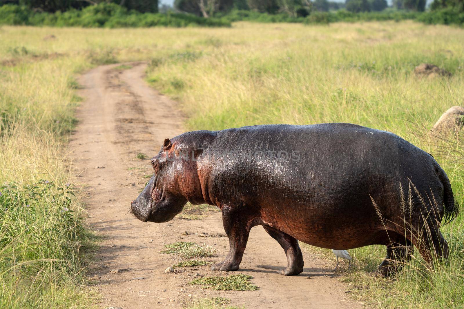 Hippo (Hippopotamus amphibius), Queen Elizabeth National Park, Uganda