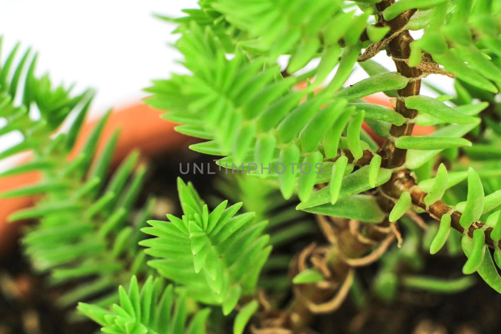 Beautiful Crassula Muscosa plant in the garden under the sun