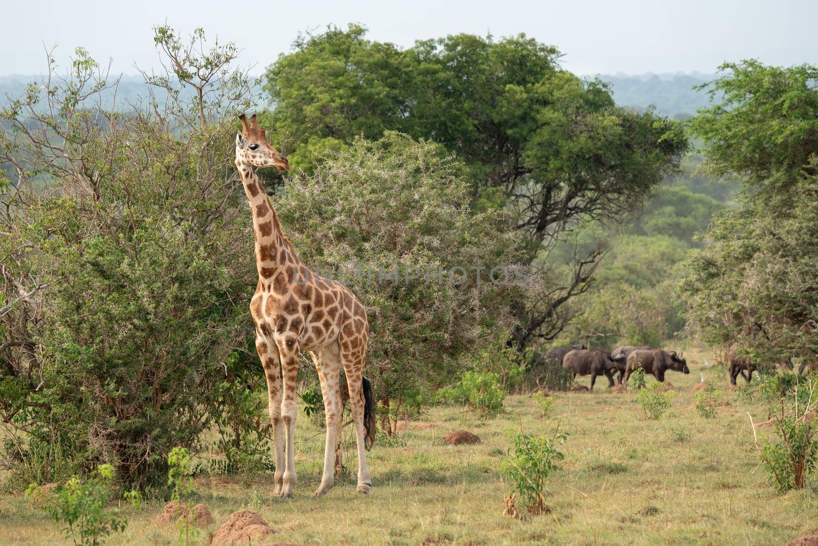 Baringo Giraffe (Giraffa camelopardalis), Murchison Falls National Park, Uganda