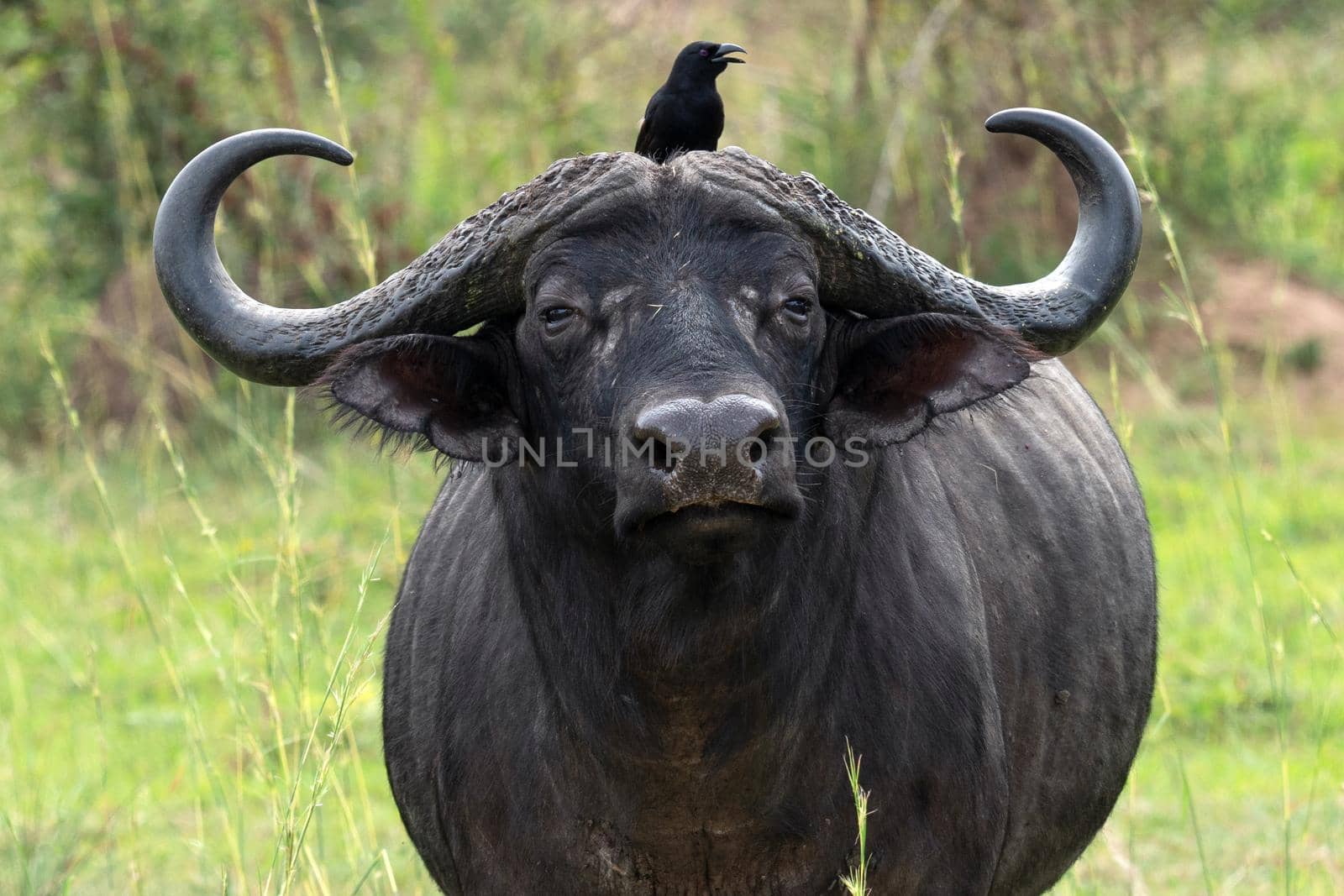 African buffalo (Syncerus caffer), National Parks of Uganda
