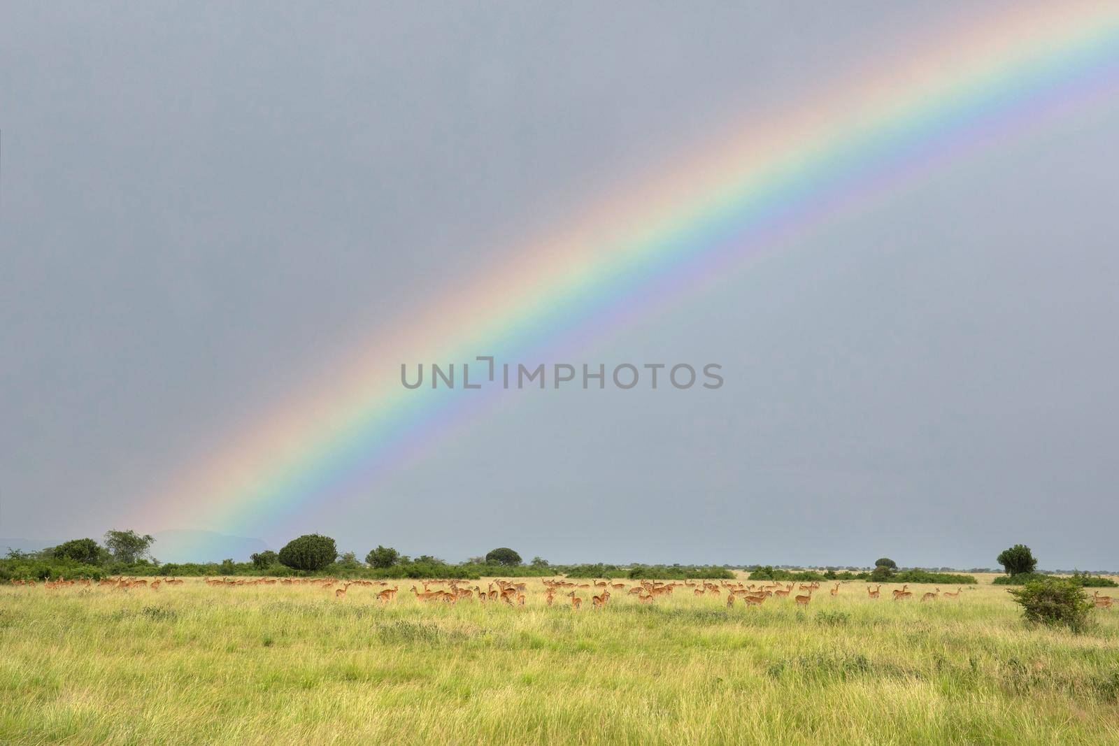 Landscape of Queen Elizabeth National Park with herd of Uganda kobs against sky, Uganda
