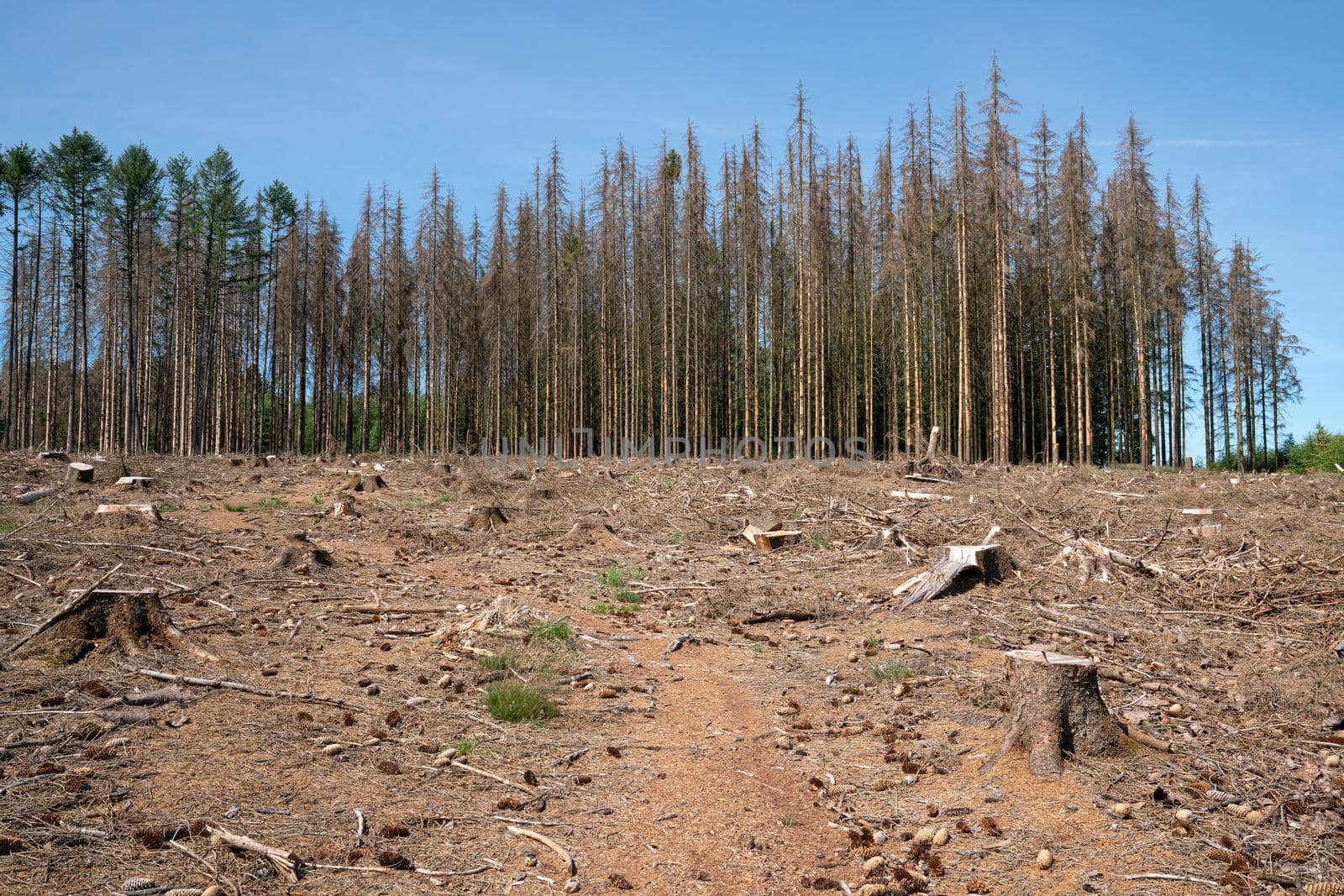 Panoramic image of dead forest, forest dieback in North Rhine Westphalia, Germany 