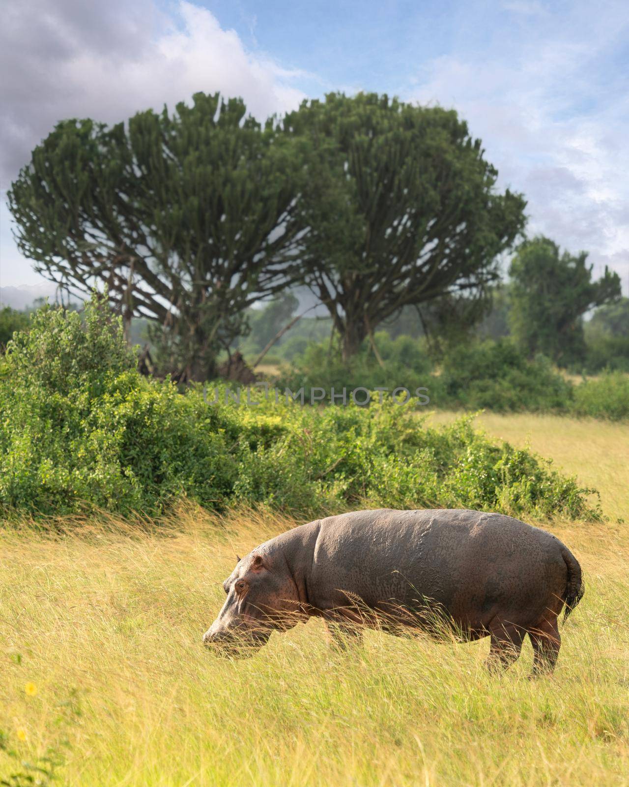 Hippo, Hippopotamus amphibius by alfotokunst