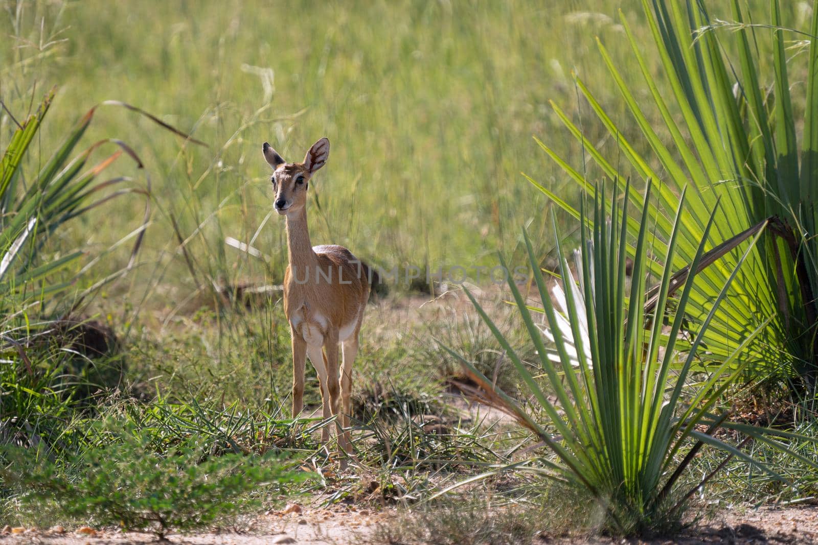 Oribi (Ourebia Ourebi), Murchison Falls National Park, Uganda