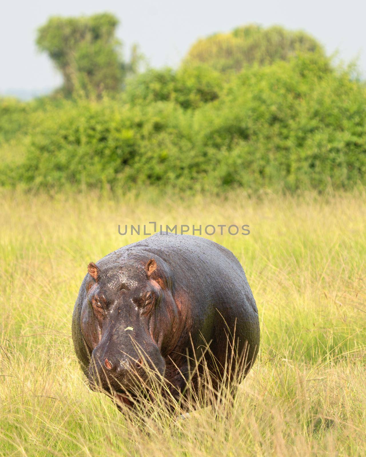 Hippo, Hippopotamus amphibius by alfotokunst