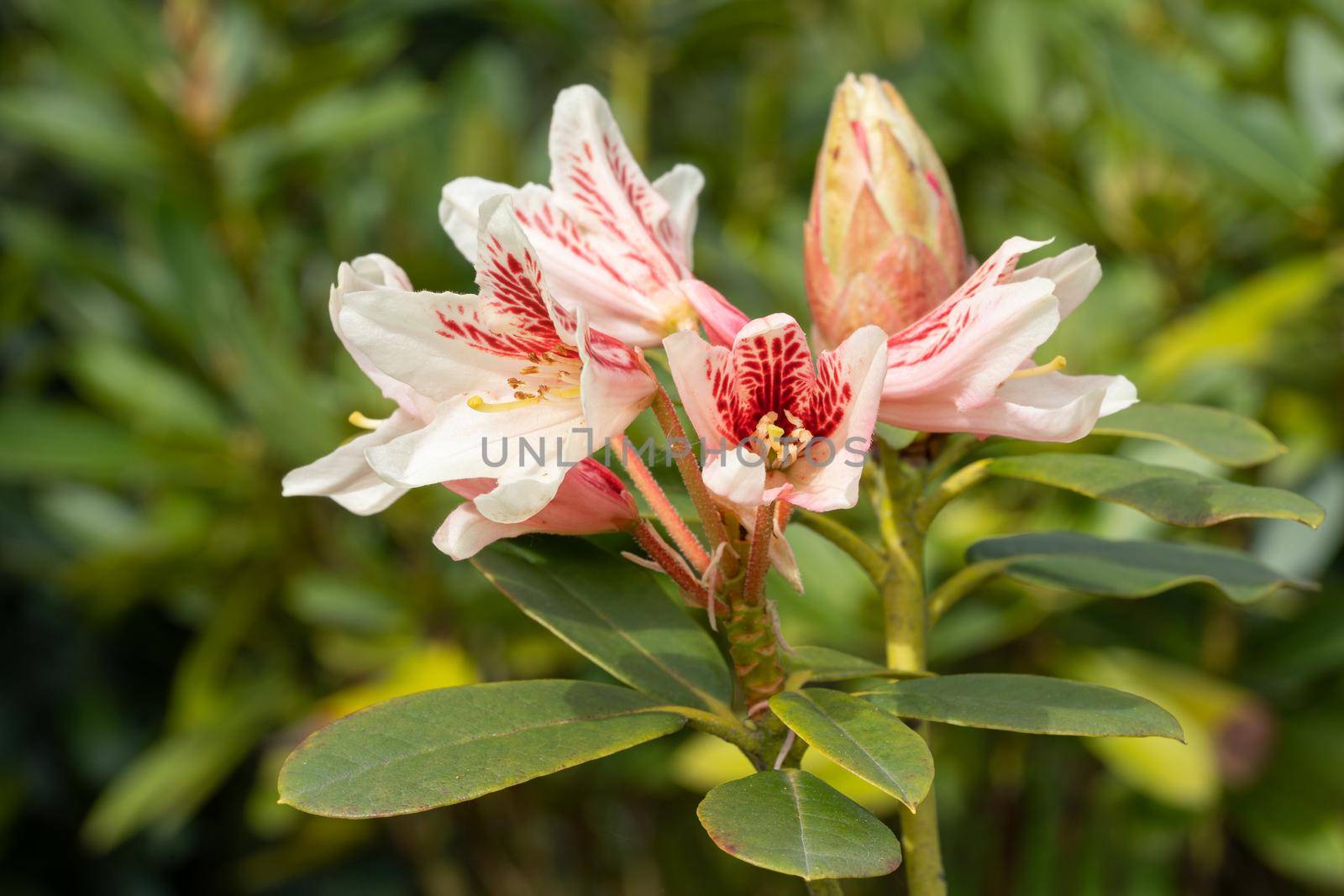 Rhododendron Hybrid (Rhododendron hybrid), close up of the flower head