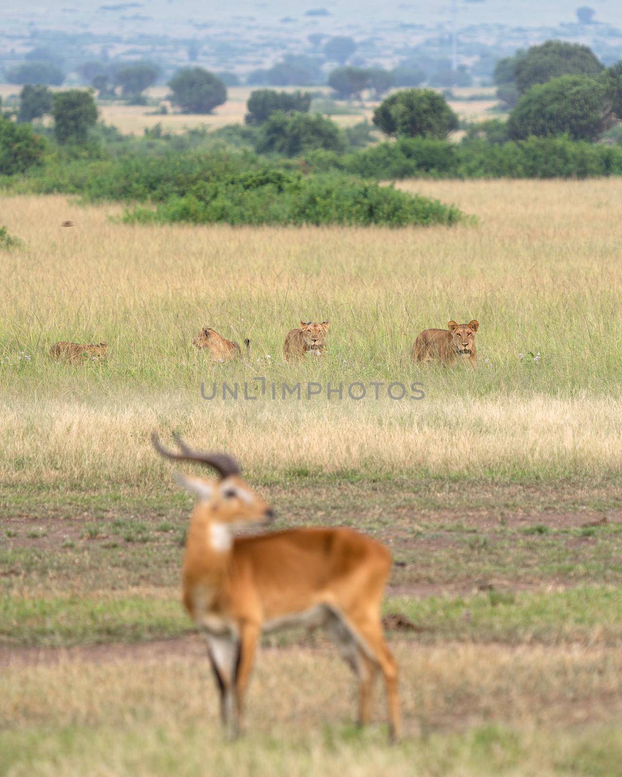 Pride of lions, Queen Elizabeth National Park, Uganda  by alfotokunst
