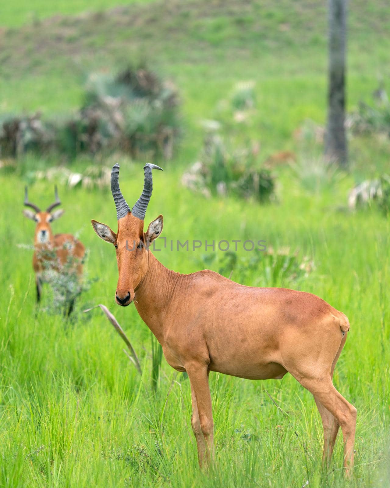 Hartebeest, Alcelaphus lelwel by alfotokunst