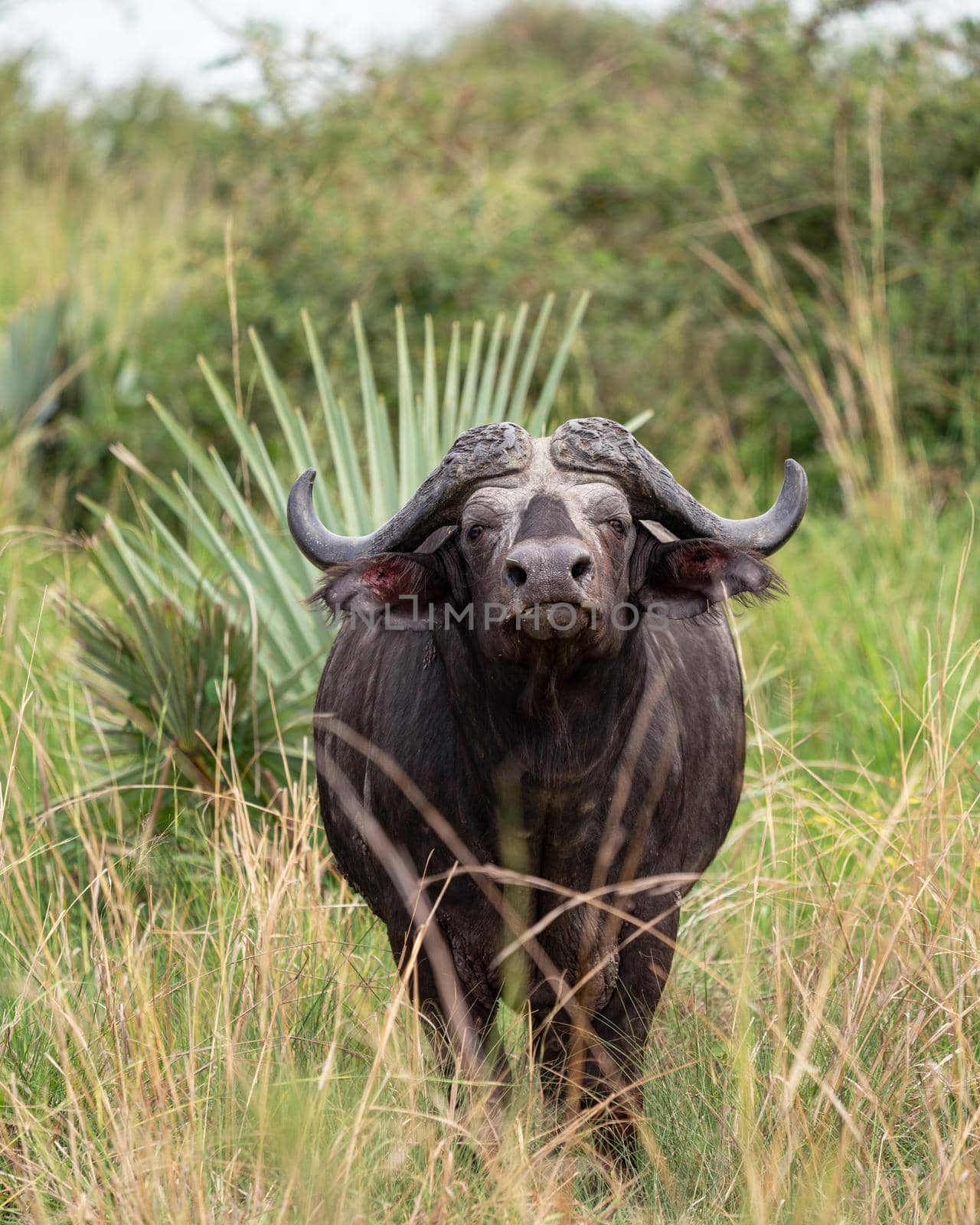 African buffalo, Syncerus caffer by alfotokunst