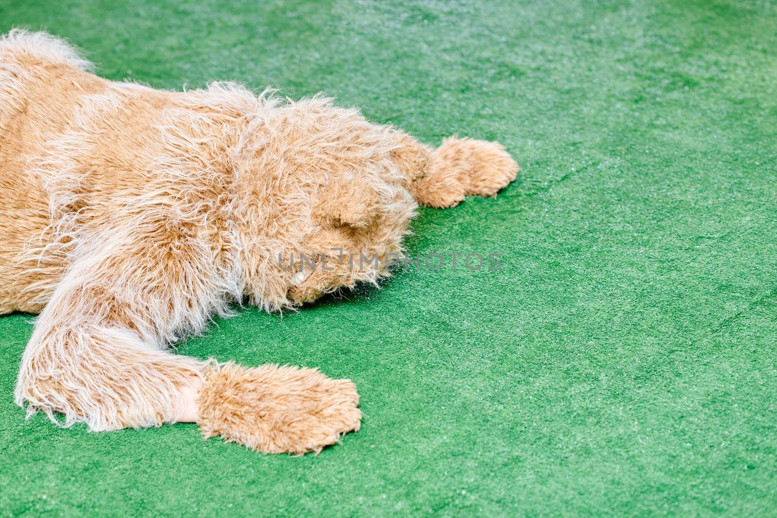 Animator in Cheshire cat costume lies on artificial green grass face down. High quality photo