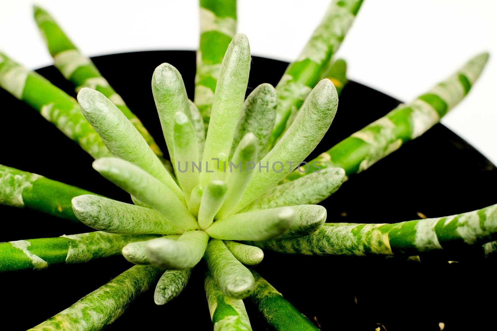 Beautiful Senecio Scaposus plant in the garden. Macro photography