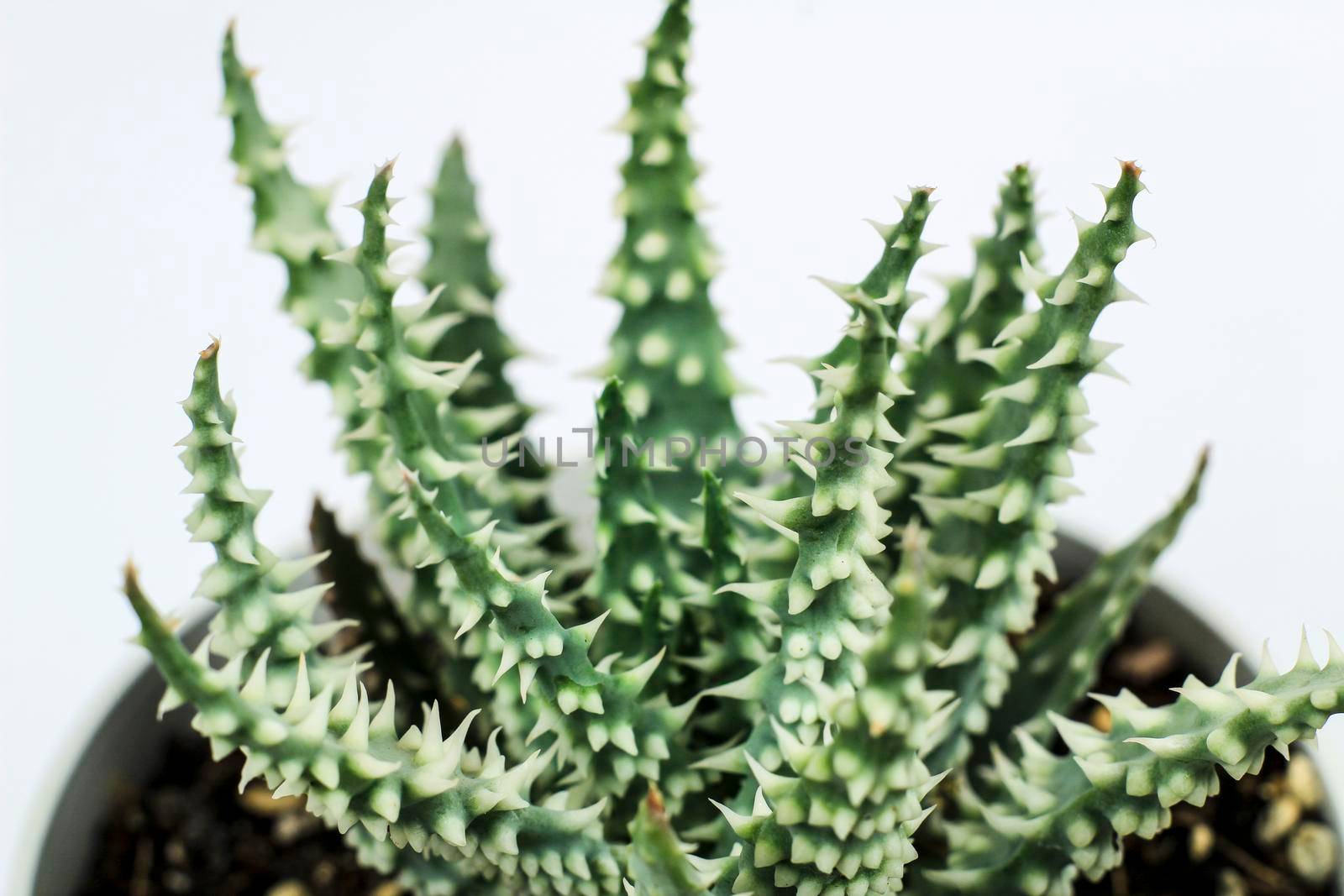 Beautiful Aloe Humilis plant on white background