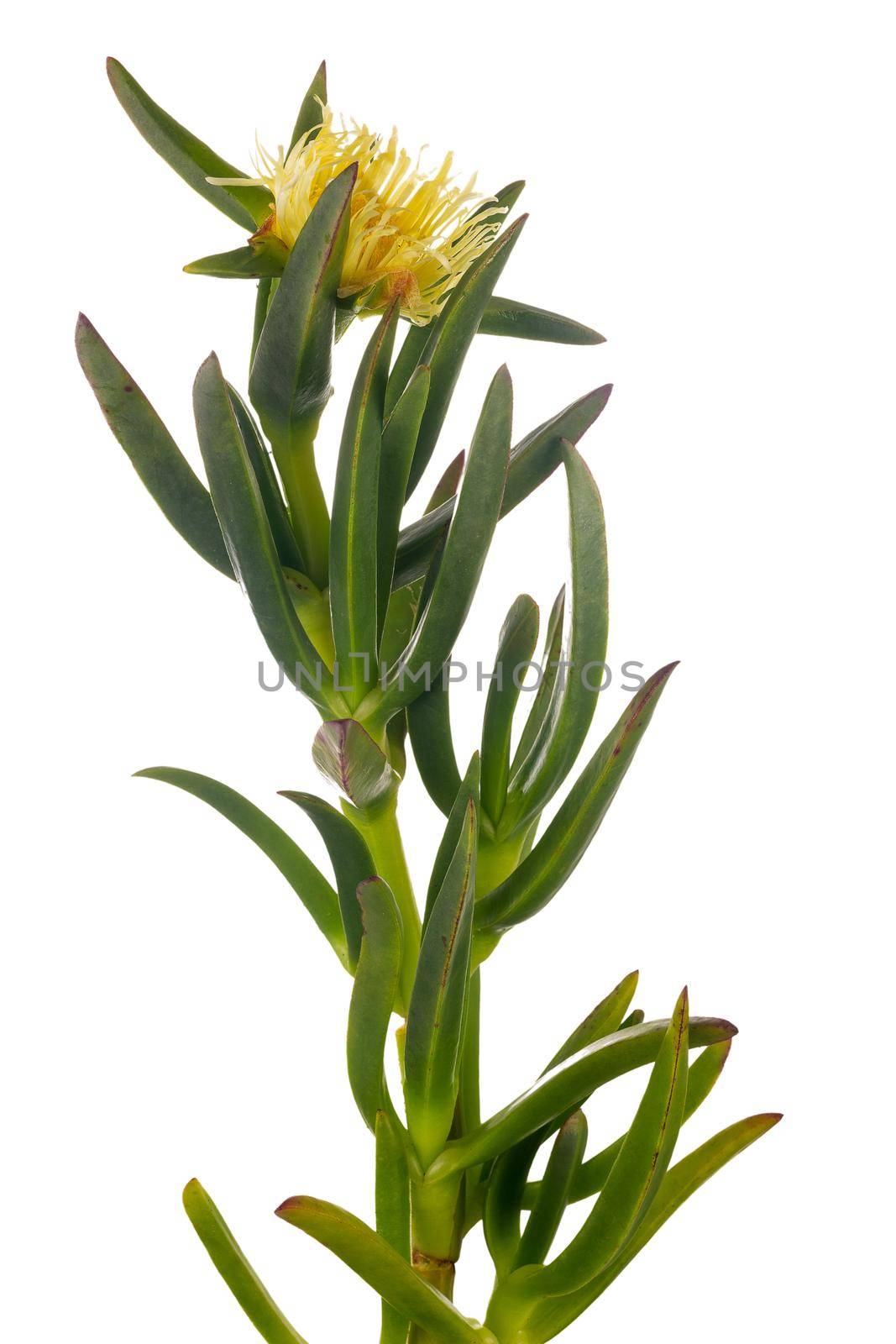Carpobrotus edulis is a ground-creeper native to South Africa. Hottentot fig is also sometimes called the highway ice plant, the pigface, and the sour fig. Isolated on white background.