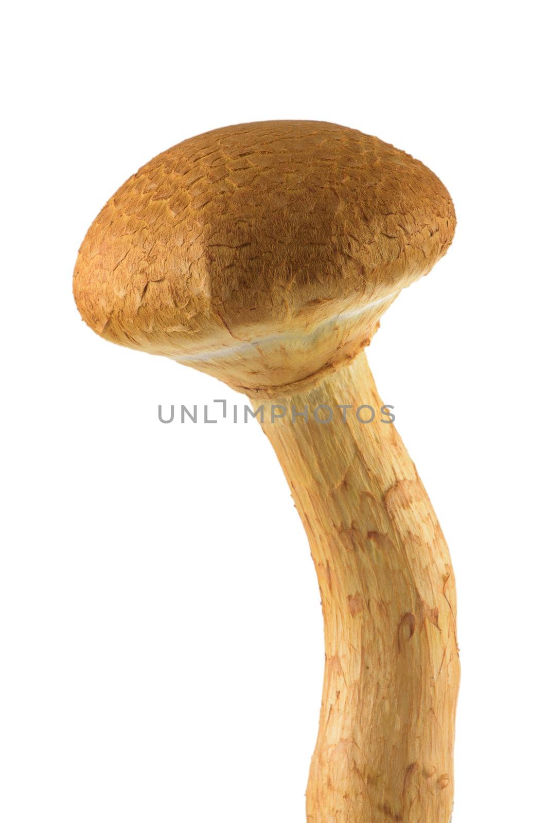 Gymnopilus junonius a species of mushroom in the family Cortinariaceae, known as Spectacular Rustgill. Isolated on white background.