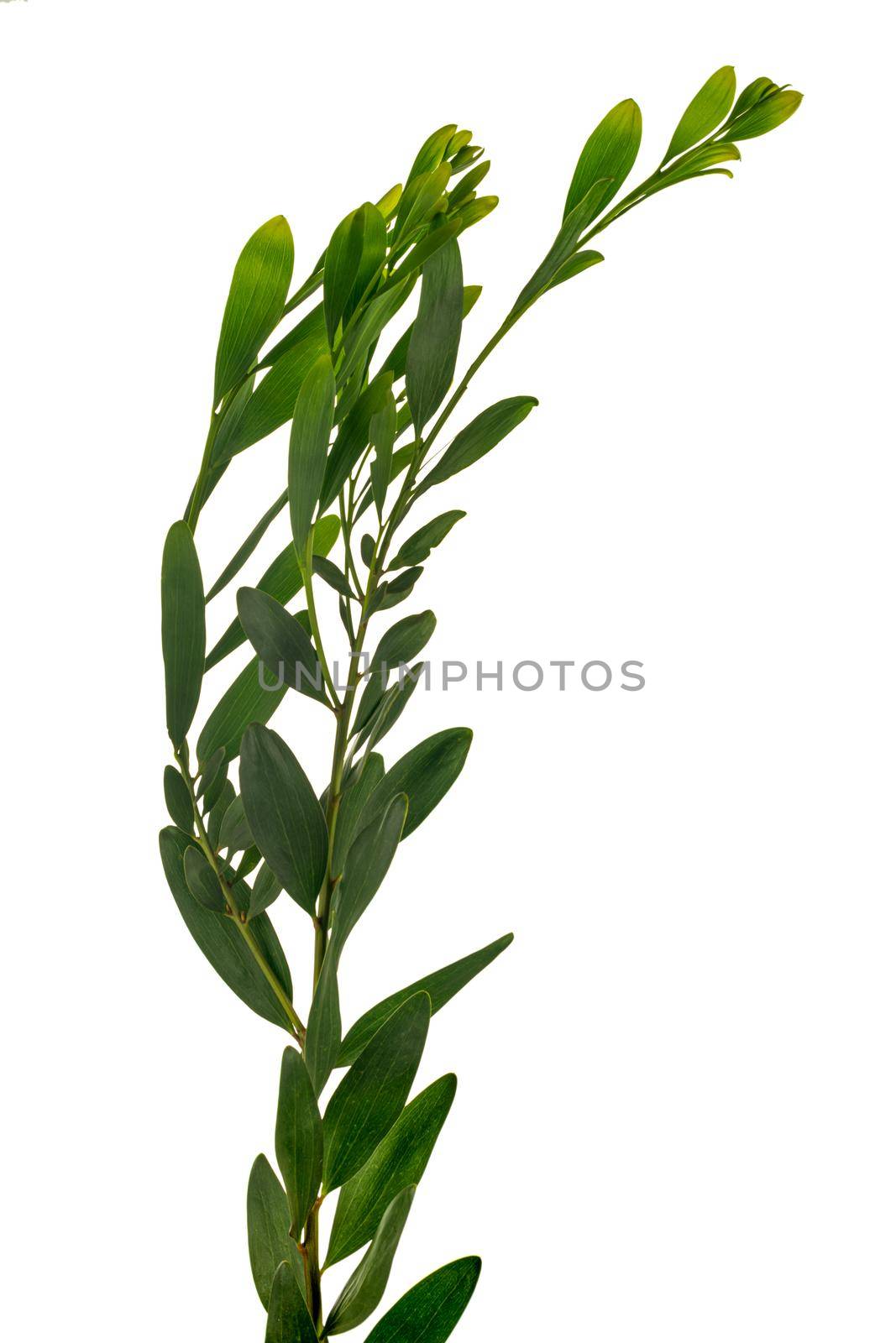Acacia longifolia is an evergreen tree that form dense stands. It tolerates a variety of conditions including coastal and windy areas. Makes an excellent windbreak. Branch isolated on white background.