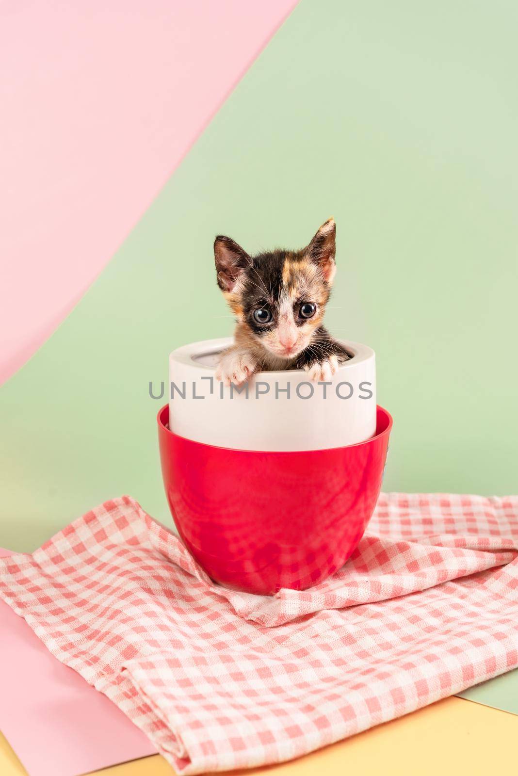 Cute kitten sitting inside cup on green and pink background