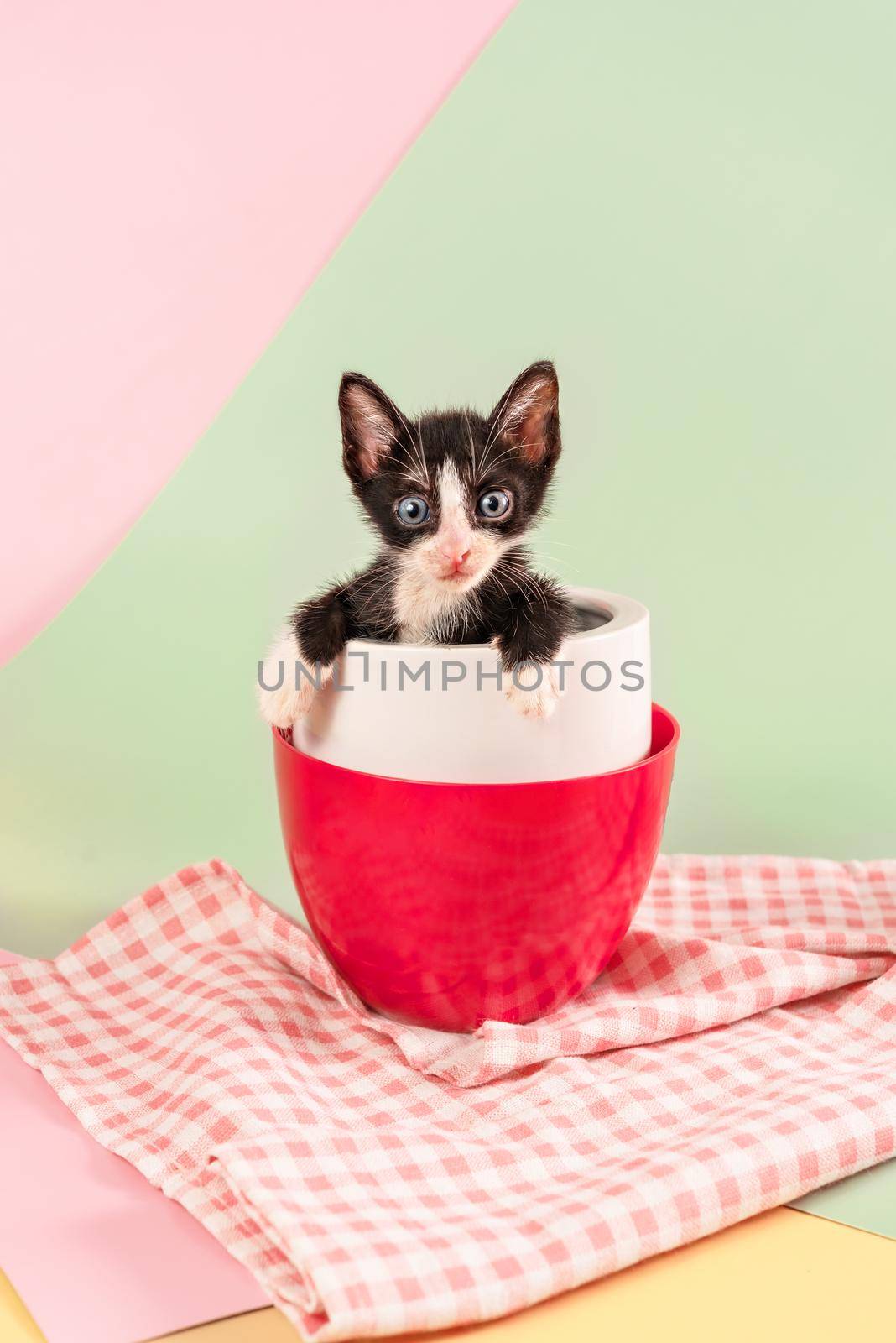 Cute kitten sitting inside cup on green and pink background