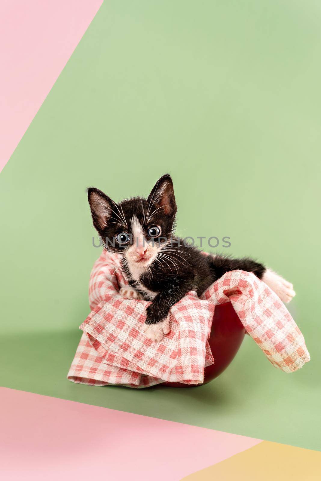 Cute kitten sitting inside cup on green and pink background