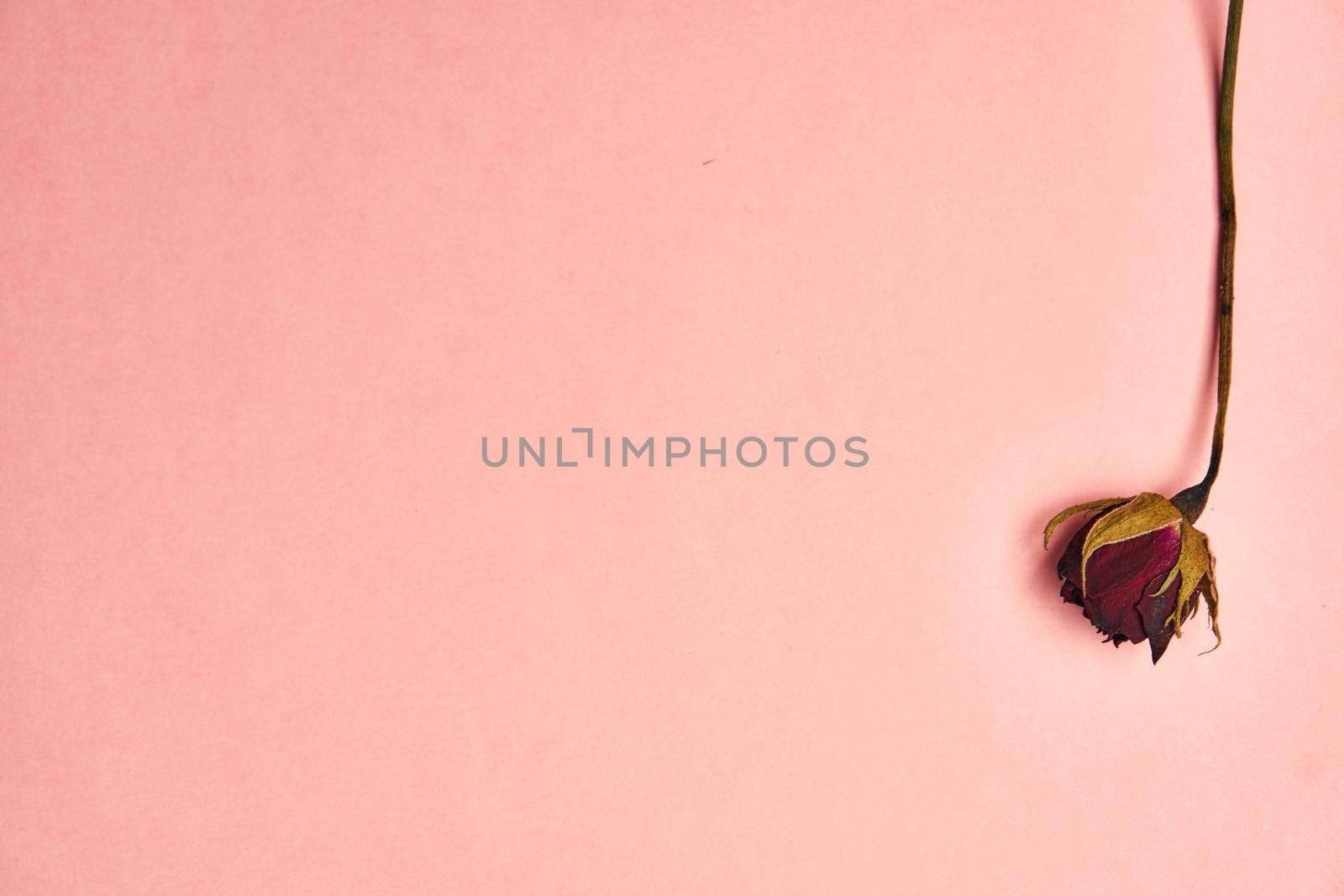 flowers decoration cinnamon pink background top view. High quality photo