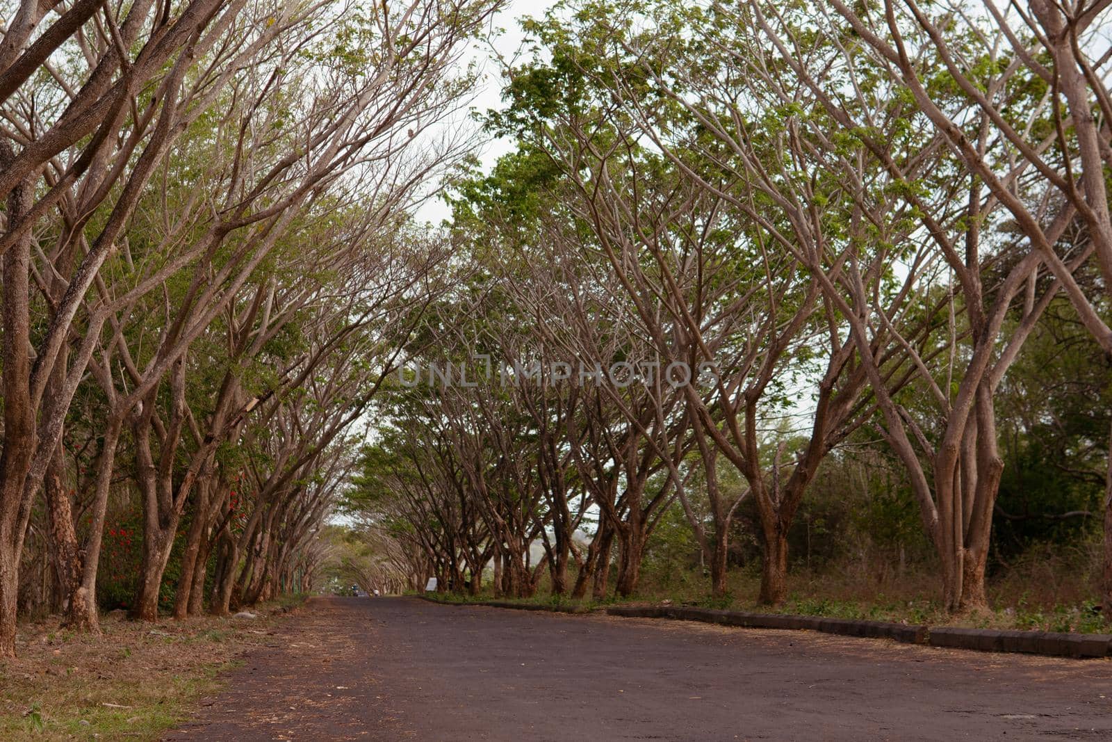 view of the green alley. autumn. bali