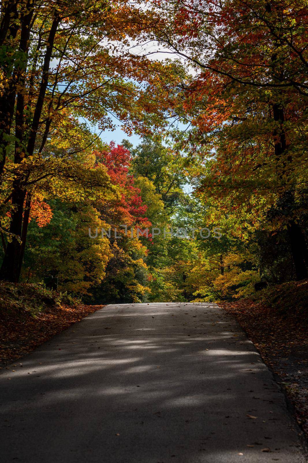 Road in Coopers Rock state park in West Virginia with fall colors by steheap