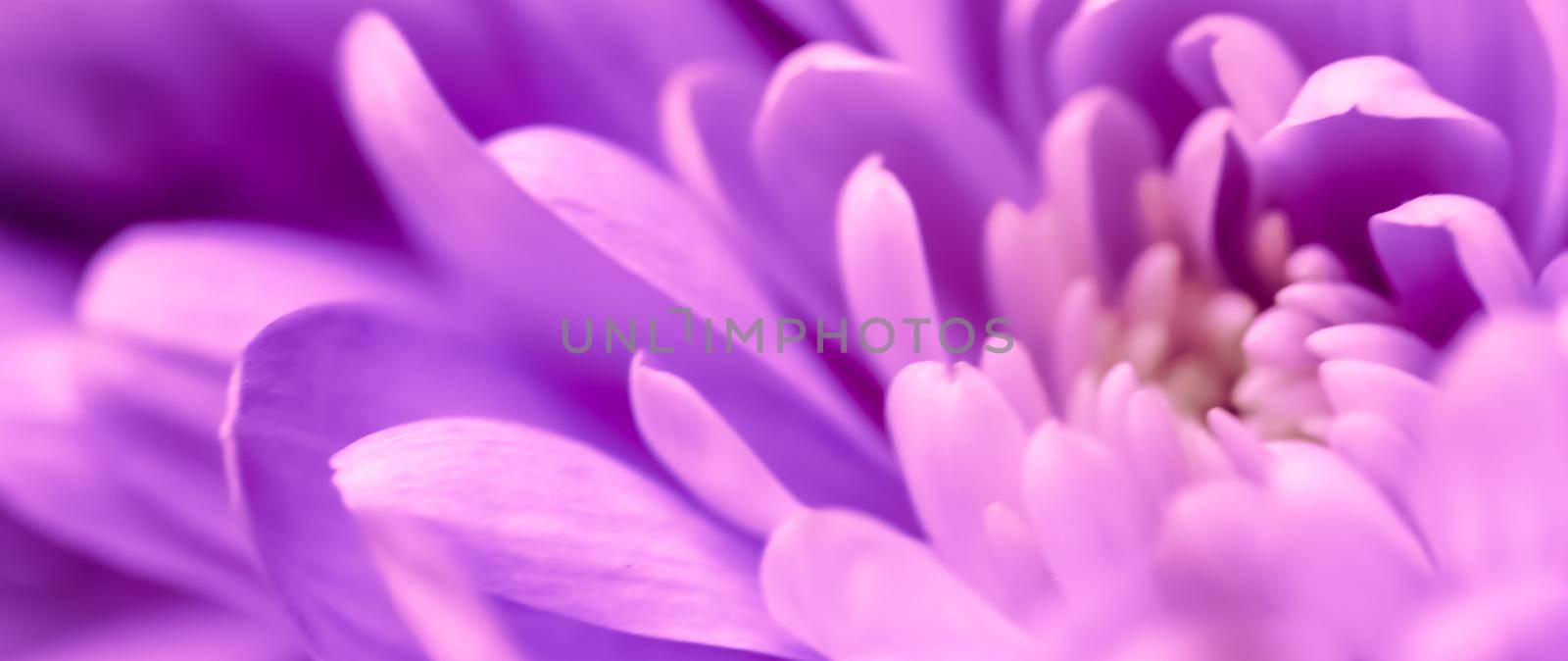 Abstract floral background, purple chrysanthemum flower. Macro flowers backdrop for holiday brand design by Olayola