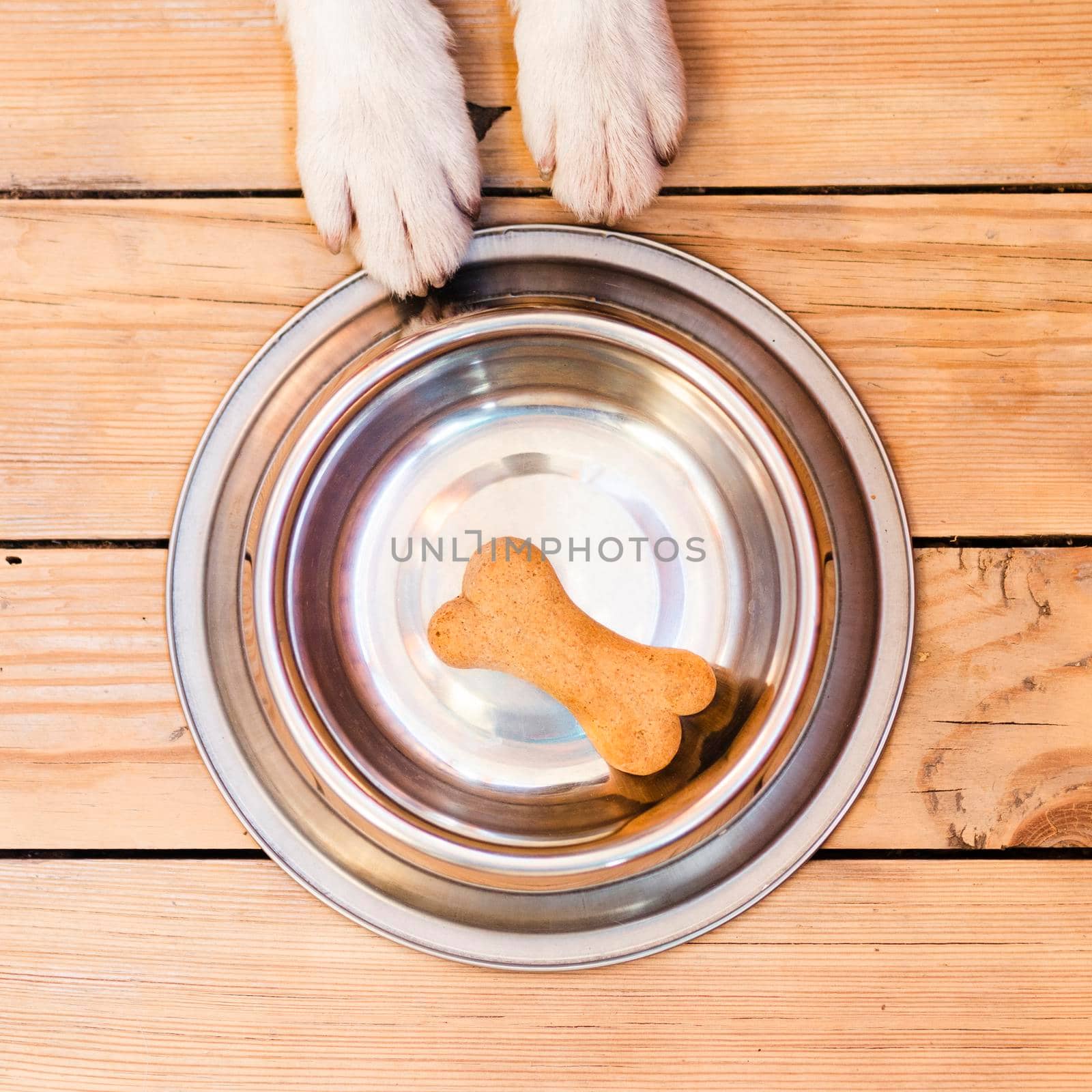 dog food bowl with bone. High quality photo by Zahard