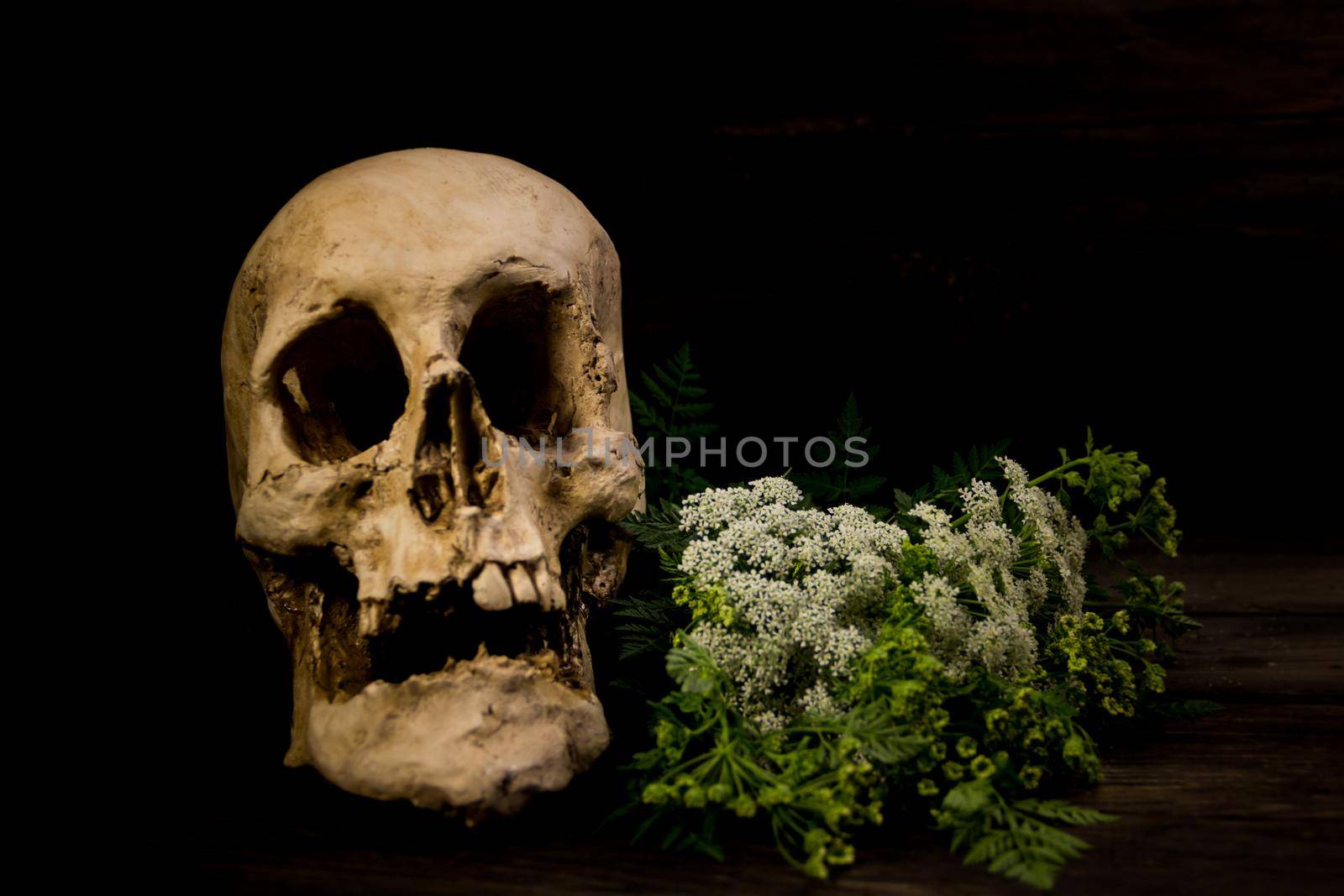 A bouquet of hemlock flowers with a human skull. Poisoning death concept