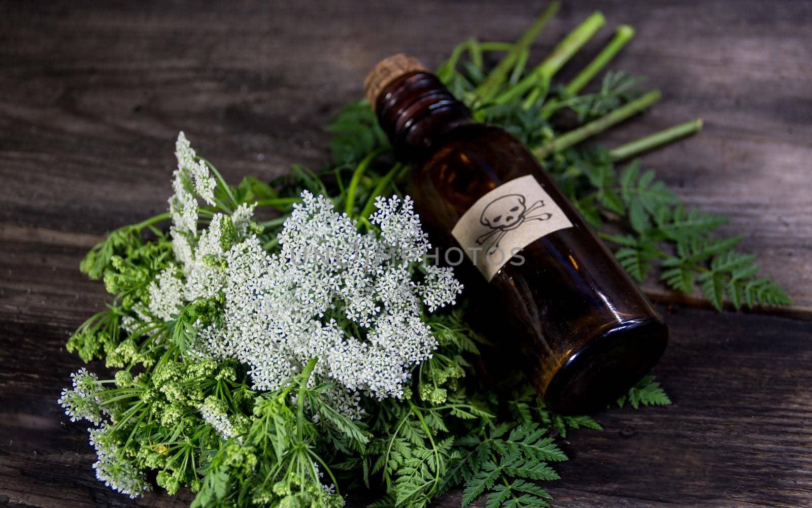 hemlock flower bouquet with a vial of poison by GabrielaBertolini