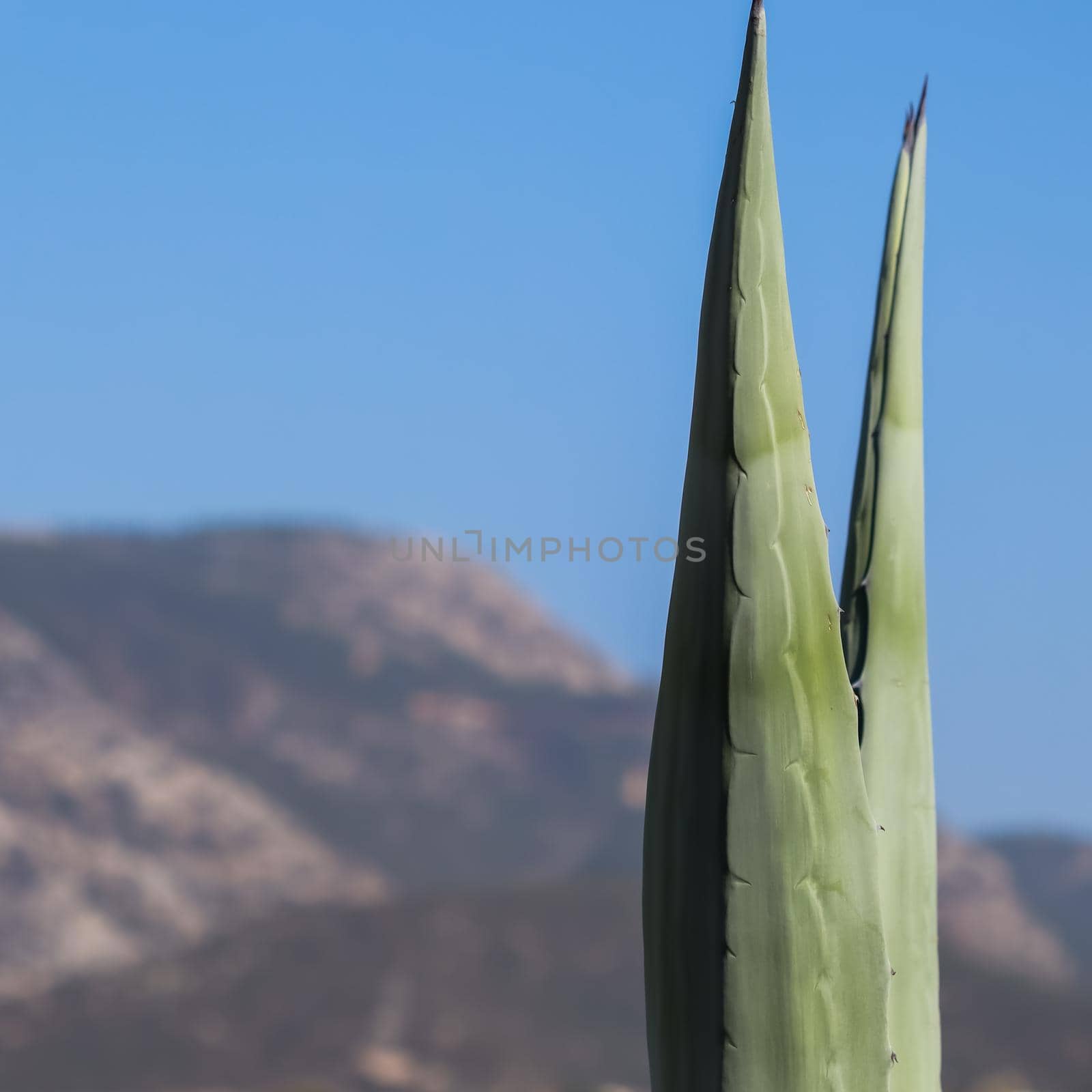 Two sharp agave leaves on a background of mountains and blue sky. Space for your text. High quality photo