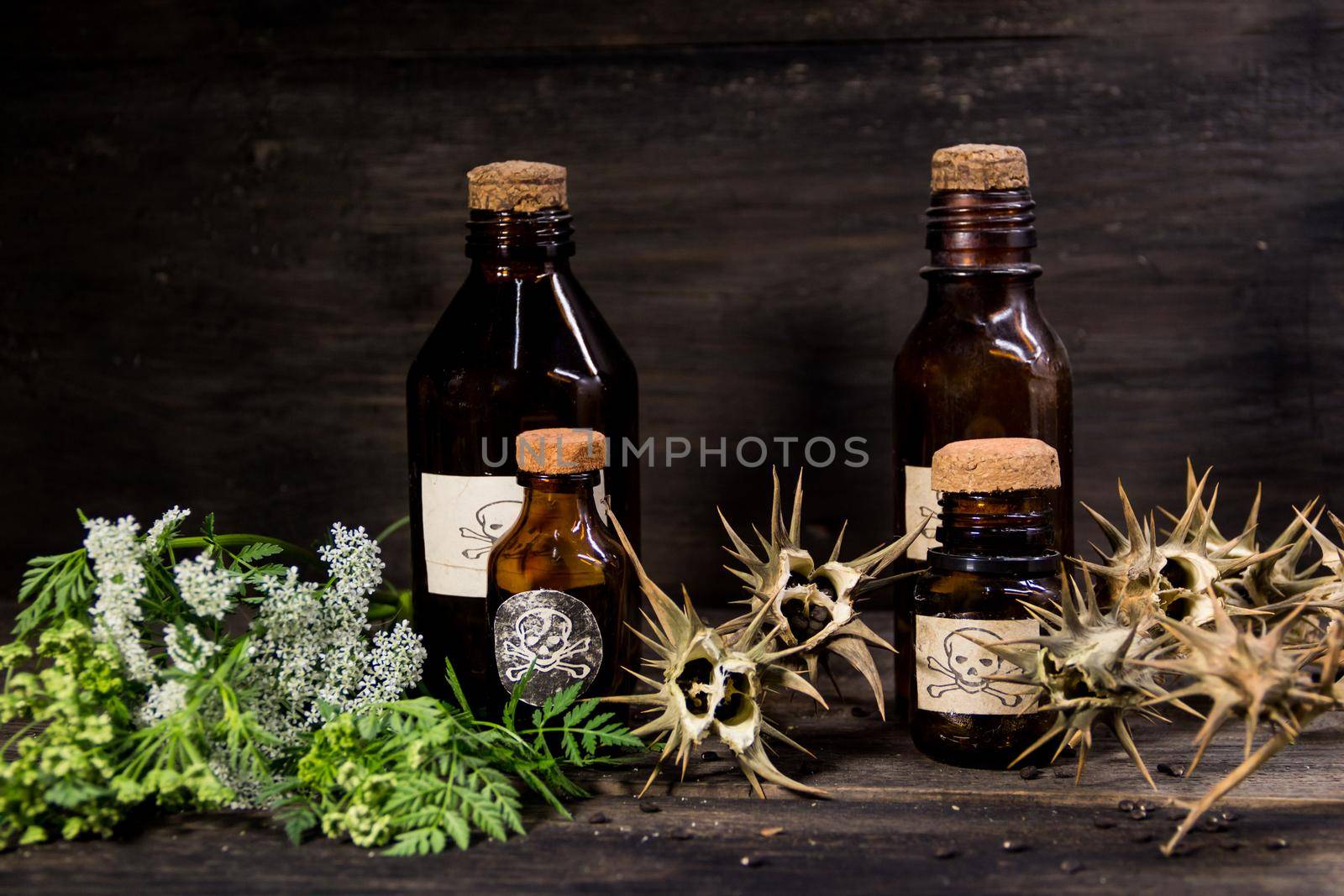 poison bottles, hemlock flowers and burundanga seeds. poisonous herbs concept