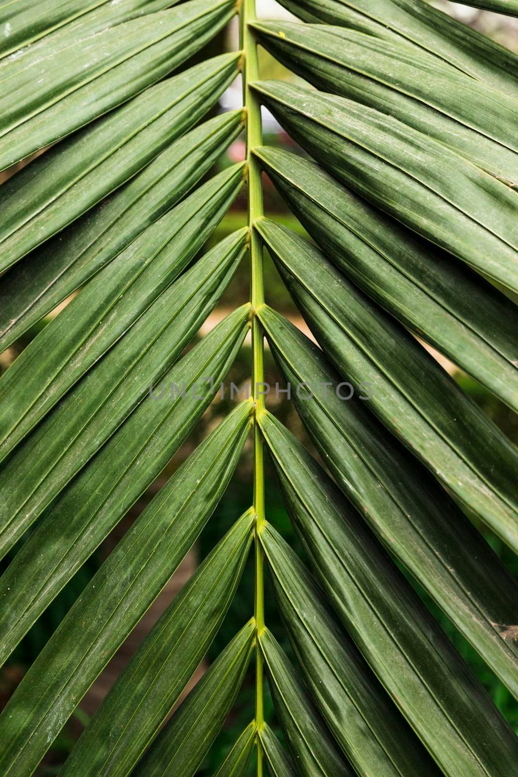 green exotic leaves close up. High quality photo by Zahard