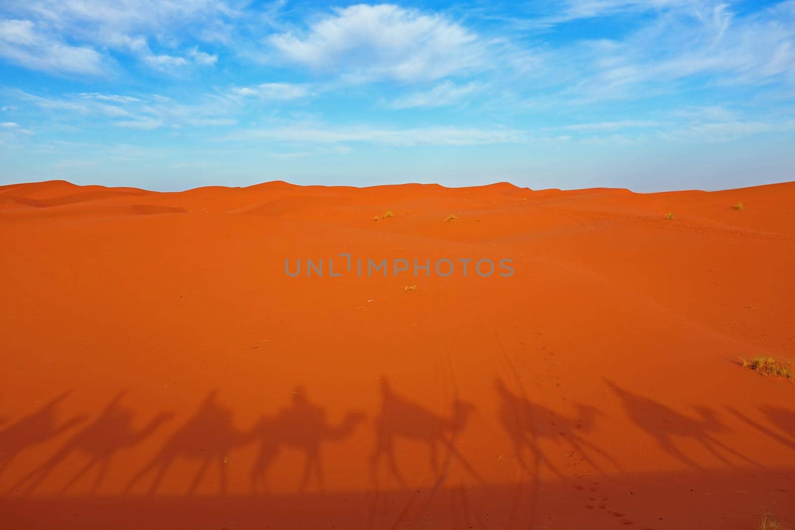 Shadows from a train of camels in the desert in Morocco