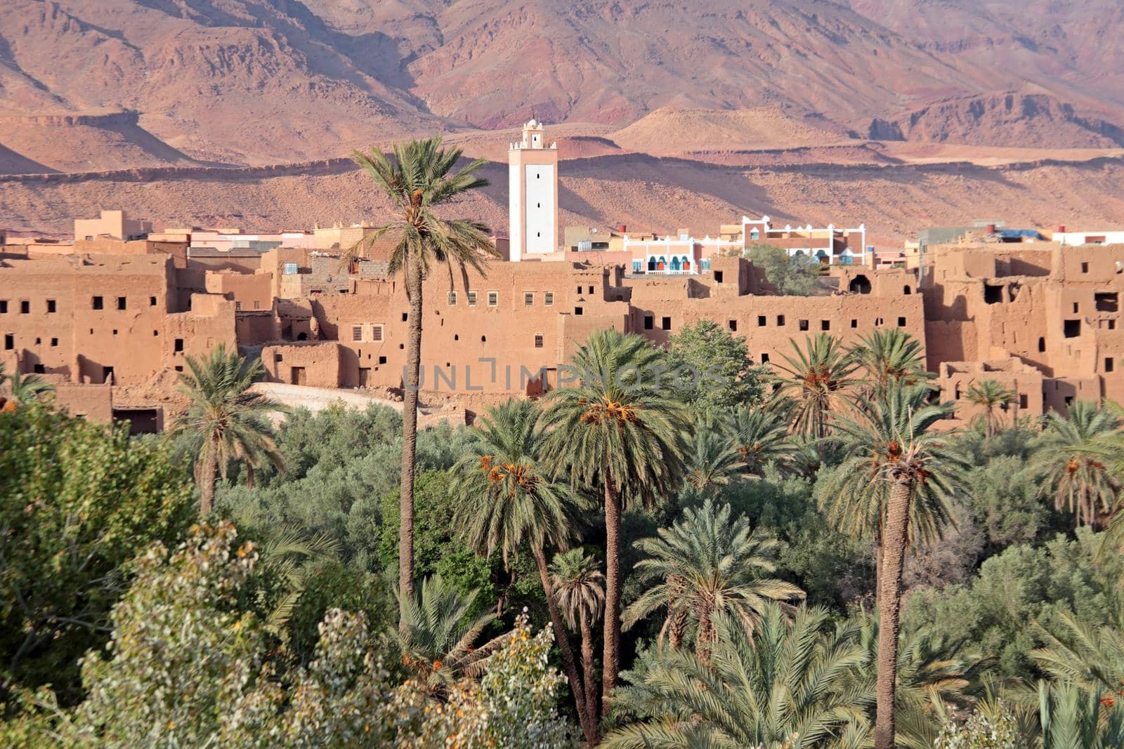 Oasis in the Dade Valey in Morocco Africa