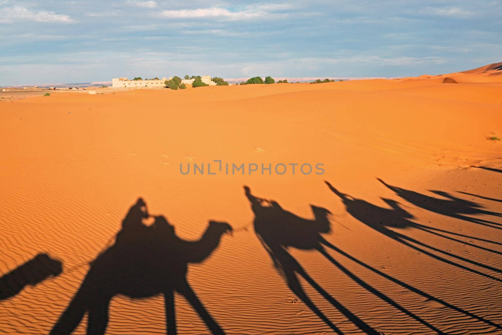 Shadows from a train of camels in the desert in Morocco by devy