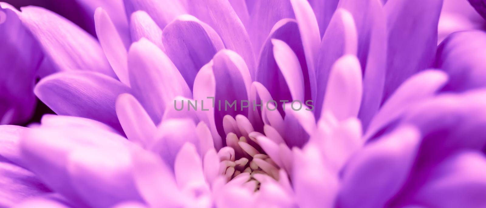 Abstract floral background, purple chrysanthemum flower. Macro flowers backdrop for holiday brand design by Olayola