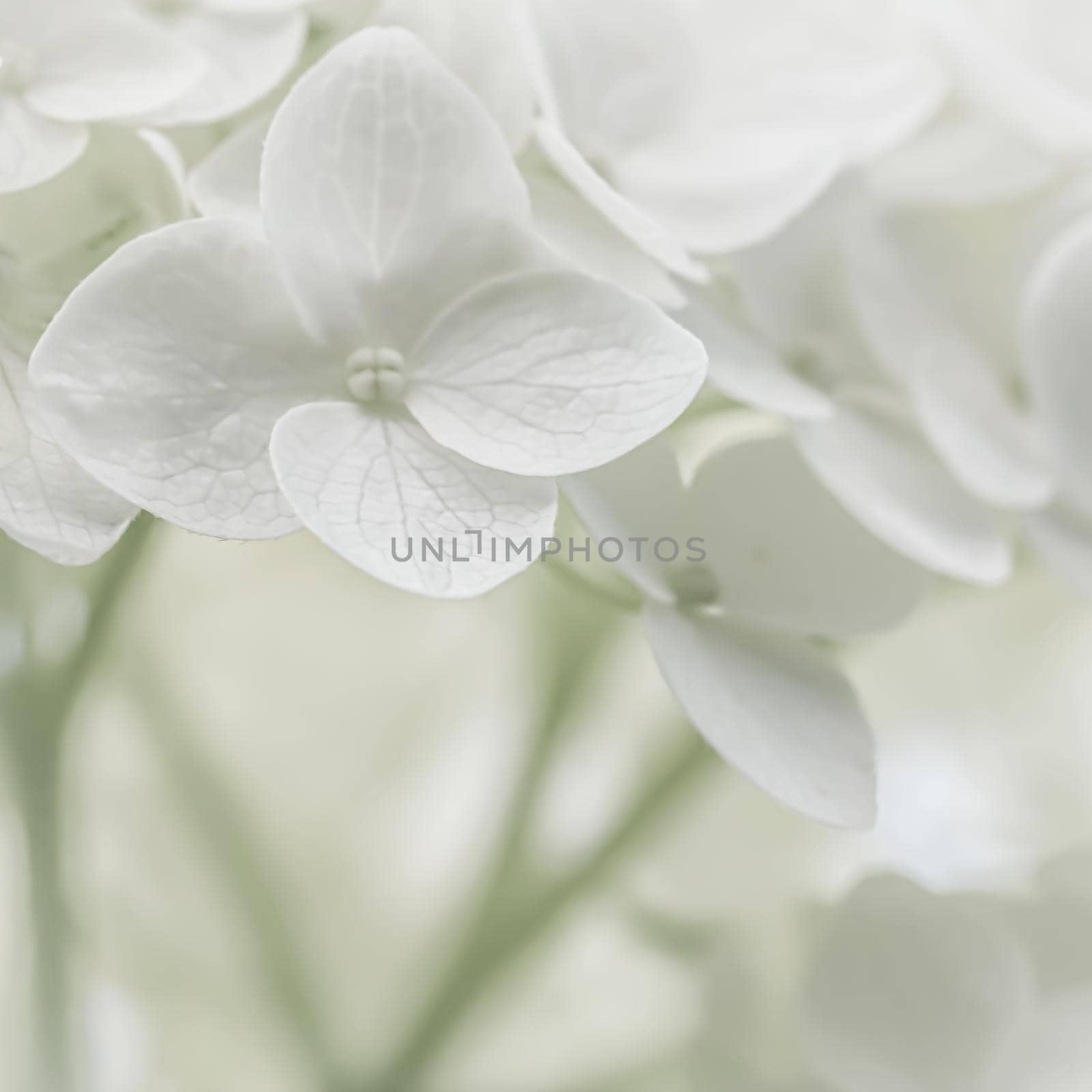 Background from white flowers. Hydrangea or hortensia in blossom. by Olayola